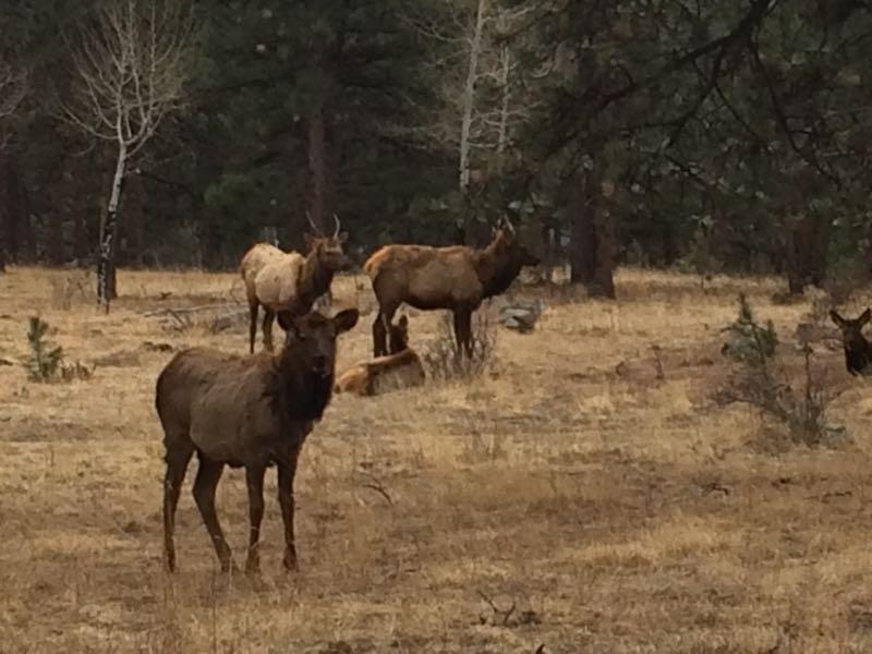 A group of elk standing in a forested area with dry grass, surrounded by trees. One elk is in the foreground looking directly at the camera, while others are visible in the background. 3 Sisters / Alderfer mountain bike trail.