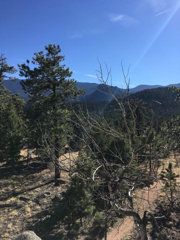 A scenic view of a mountainous landscape with a clear blue sky, featuring various evergreen trees and a dry, leafless tree in the foreground. The image captures the natural beauty of a forested area, with rolling hills and distant mountain peaks visible in the background. A dirt path winds through the greenery, inviting exploration. Colorado Trail mountain bike trail.