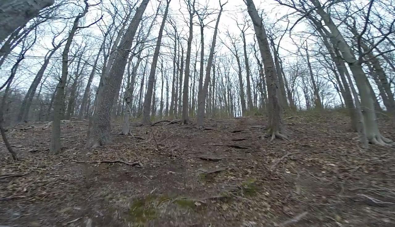A forest scene with tall, bare trees against a cloudy sky, showcasing a sloped path covered in leaf litter and exposed roots. Wolfes Pond park mountain bike trail.