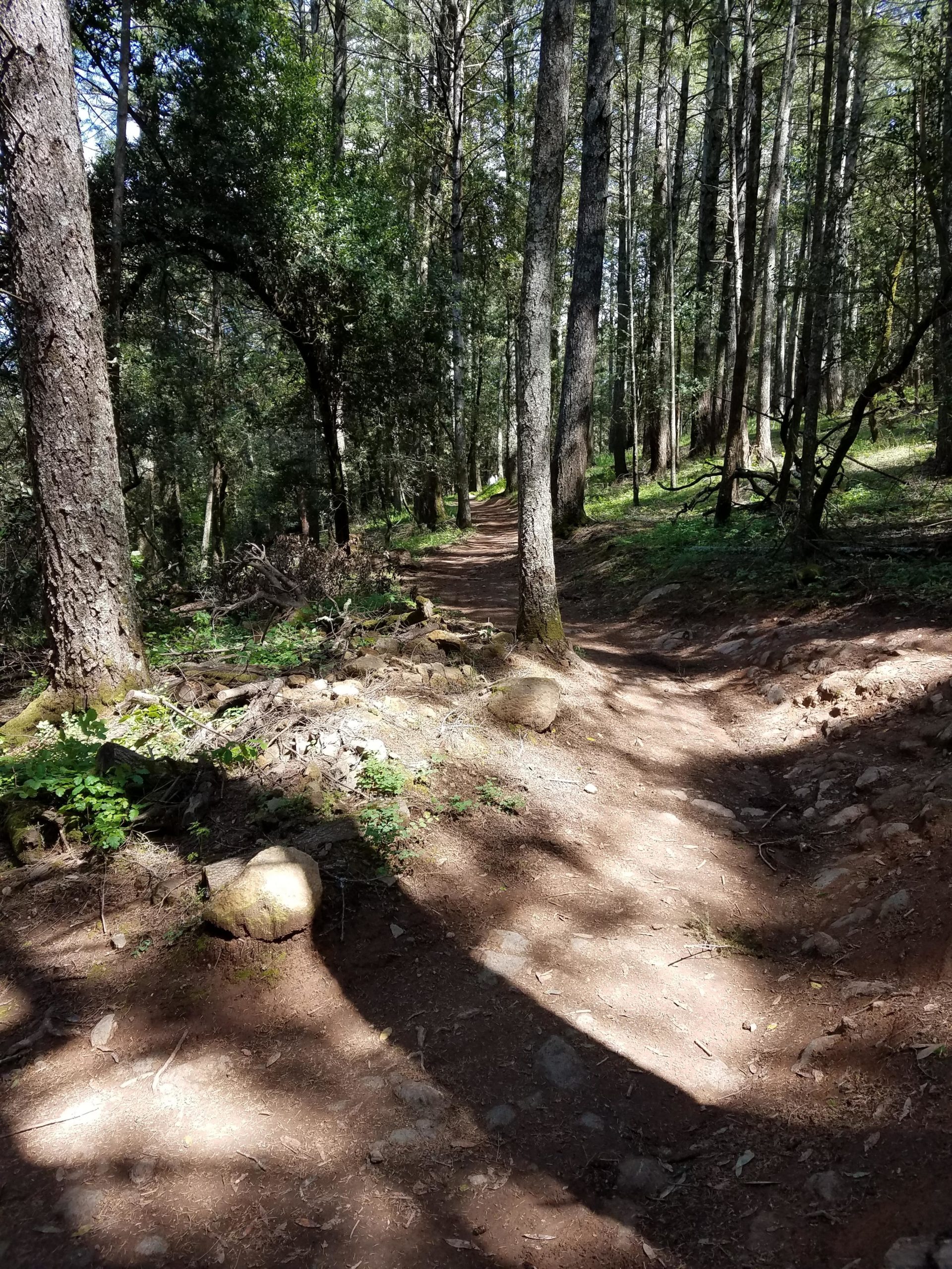 A winding dirt trail through a lush green forest, surrounded by tall trees and dappled sunlight filtering through the leaves. Rocky and uneven sections of the path are visible, suggesting a natural and serene hiking environment. Annadel State Park mountain bike trail.