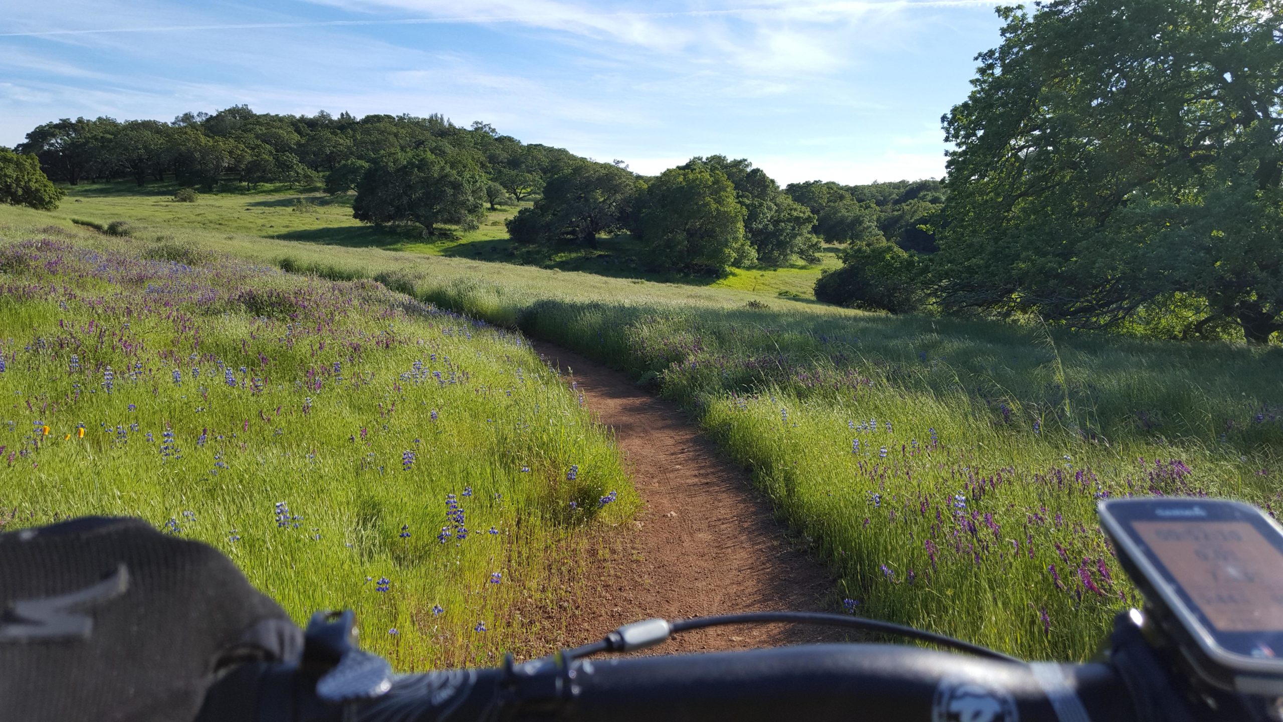 A scenic view of a dirt biking trail surrounded by lush green grass and wildflowers, with a clear blue sky overhead. The image includes part of a bicycle handlebar and a bike computer in the foreground, indicating an active biking experience. Annadel State Park mountain bike trail.