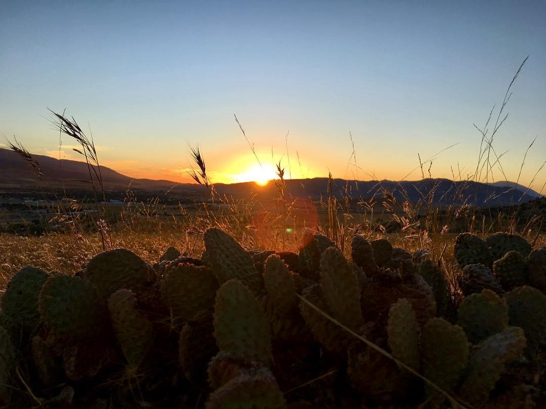 A beautiful sunset over rolling hills, viewed from a foreground of cacti and tall grass, casting vibrant orange and yellow hues across the sky. TMTA Lehigh trails mountain bike trail.