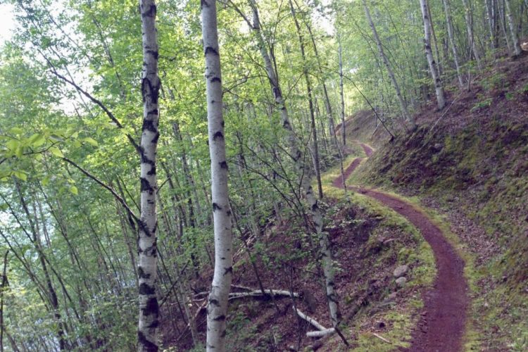 A winding dirt trail surrounded by lush green foliage and tall trees, leading through a serene forest environment. The tree trunks are predominantly light-colored with black markings, and the ground is covered with moss and scattered rocks. Sunlight filters through the leaves, creating a peaceful atmosphere.