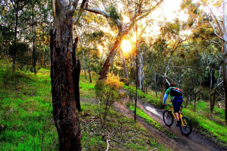 A cyclist riding a mountain bike along a dirt trail in a wooded area during sunset. The scene features tall trees and lush green grass, with sunlight filtering through the leaves.