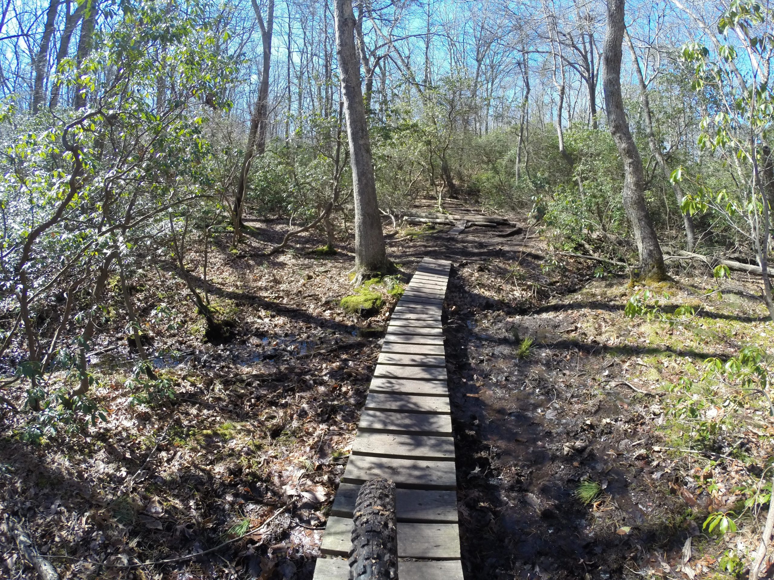 A narrow wooden bridge traversing a muddy area in a forested setting, surrounded by trees and lush green foliage, under a clear blue sky. Leaves and branches are visible on the ground, indicating recent seasonal changes. Allaire State Park mountain bike trail.