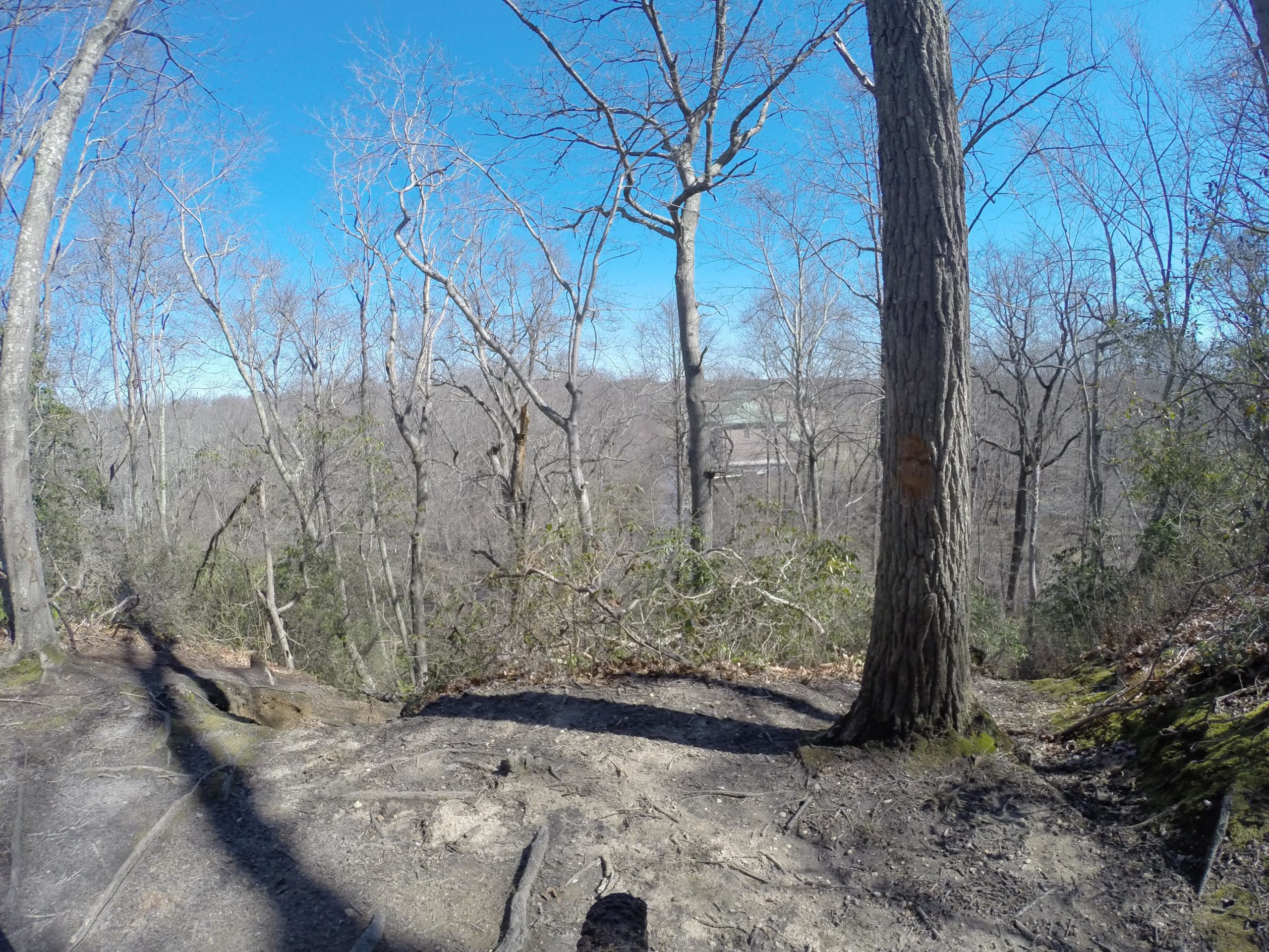 A wooded area with bare trees in winter, showcasing a clear blue sky. The ground is dirt with some exposed roots and sparse greenery, leading down a slight slope. In the background, a hint of a structure is visible among the trees. Allaire State Park mountain bike trail.