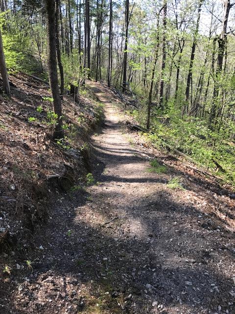 A winding gravel path through a wooded area, surrounded by trees and greenery, under a clear blue sky. The trail is slightly elevated on one side, leading deeper into the forest. Sunlight filters through the leaves, creating a serene and inviting atmosphere for hiking. Syllamo Trails mountain bike trail.
