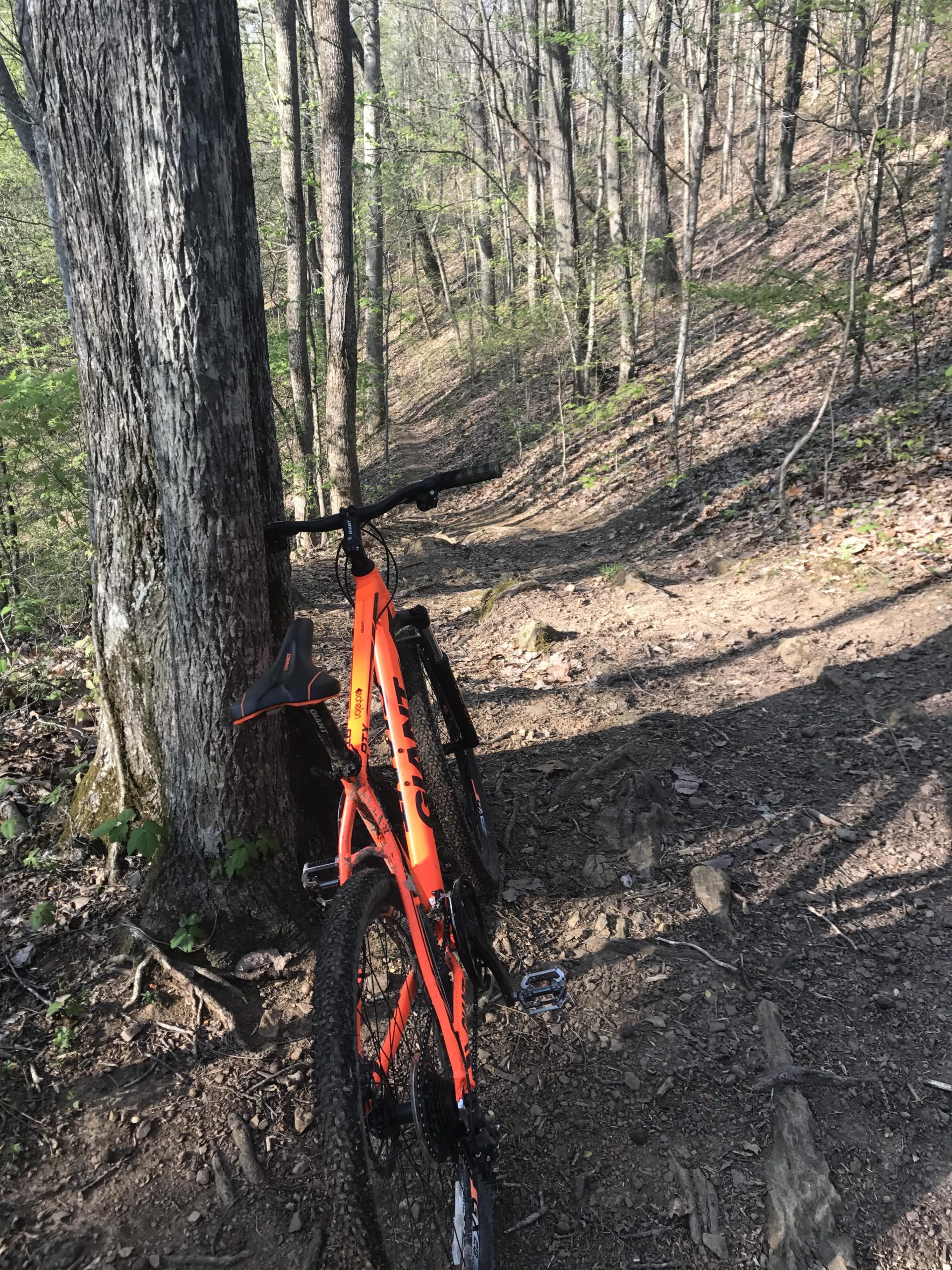 A mountain bike leaning against a tree on a narrow, winding dirt trail through a forest. The scene is set in early spring, with fresh green leaves and soft sunlight filtering through the trees. The ground is covered with leaves and exposed roots, indicating a natural, rugged environment. Haw Ridge Park mountain bike trail.