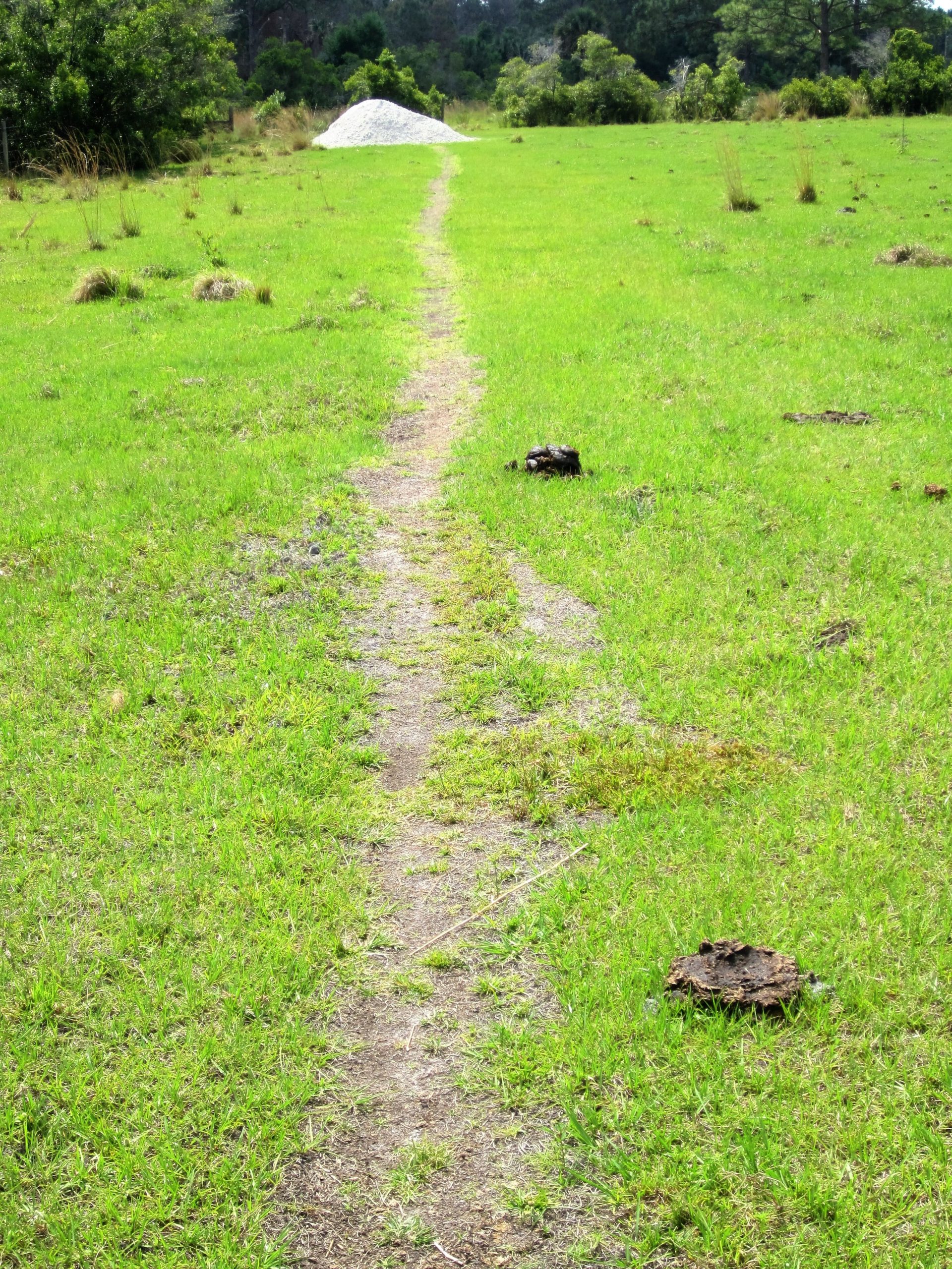 A grassy path leading through a field, flanked by patches of tall grass and some small mounds, with a pile of white material in the background. Grassy Island Trail mountain bike trail.