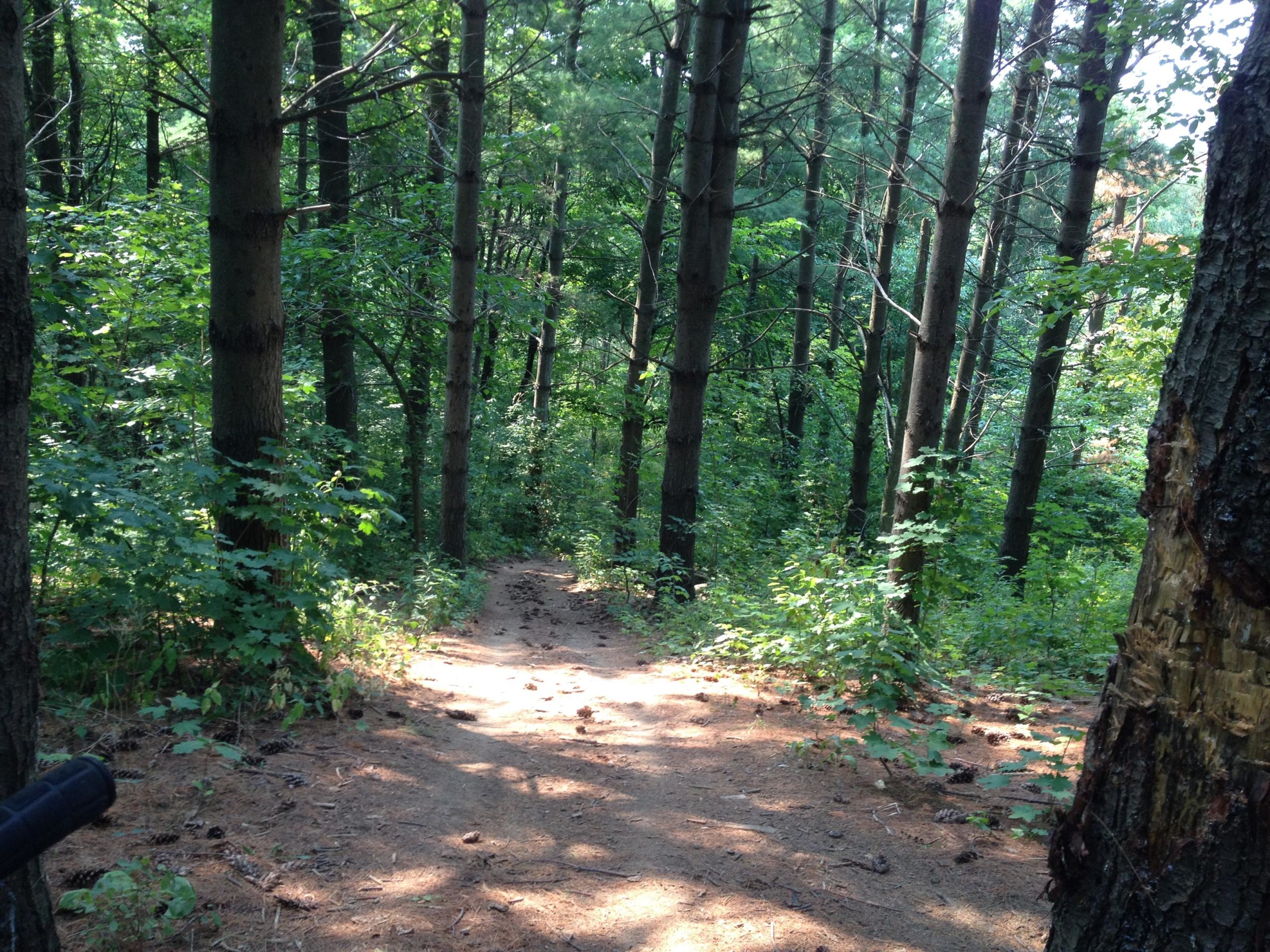 A serene forest pathway winding through tall trees, with dappled sunlight filtering through the leaves. The ground is covered in pine needles and small stones, with lush green foliage on either side. The trail appears well-worn, inviting visitors to explore the peaceful natural surroundings. Silver Creek Trail mountain bike trail.