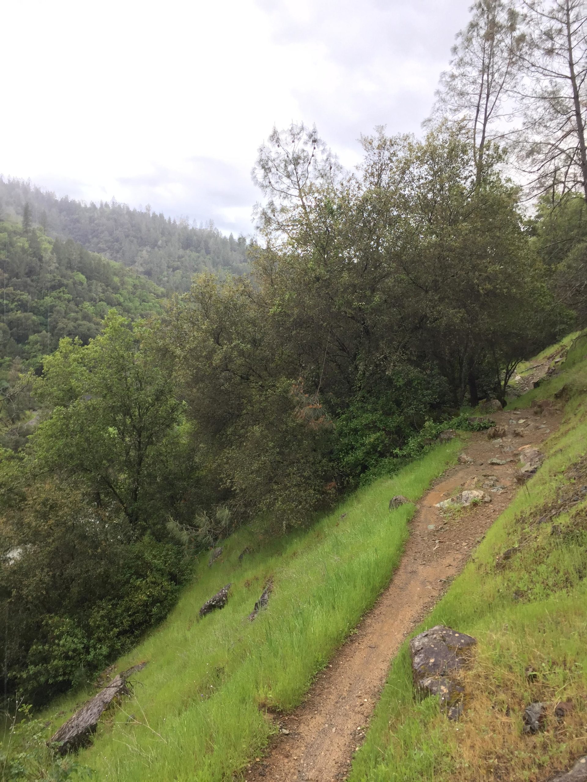 A winding dirt path surrounded by lush greenery and trees on a hillside, with a cloudy sky above, suggesting a tranquil outdoor landscape. American River Confluence Trails mountain bike trail.