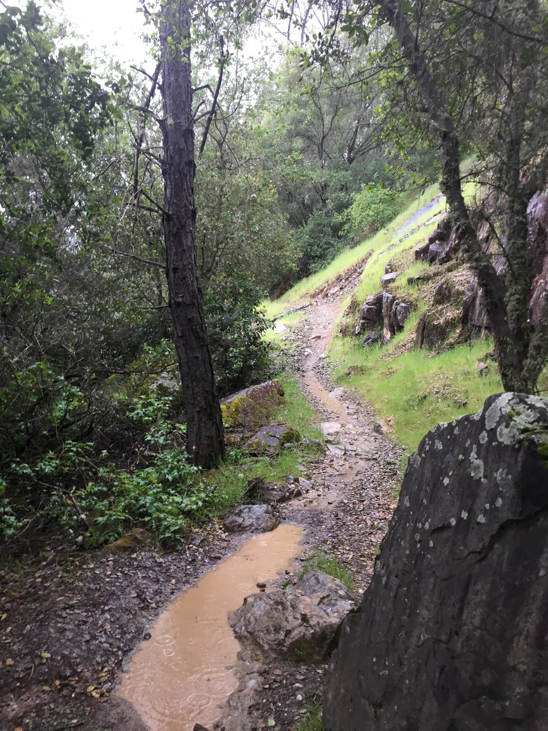 A winding dirt trail through a forested area, featuring trees and rocky outcroppings, with a small puddle of water on the path. Green grass and foliage are visible along the trail, suggesting a wet environment. The sky appears cloudy, indicating possible rainy weather. American River Confluence Trails mountain bike trail.