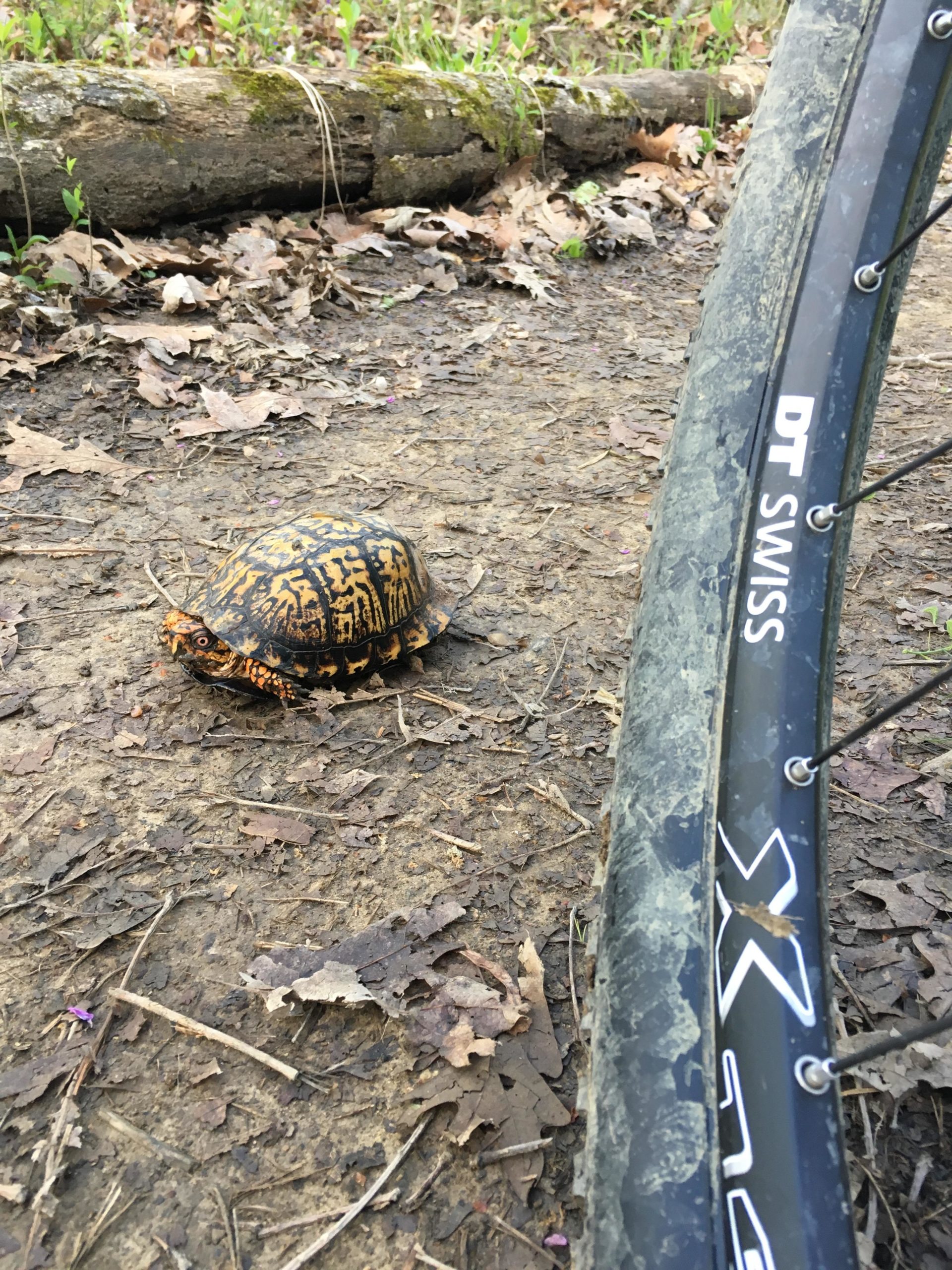 A close-up view of a box turtle on a dirt trail, surrounded by fallen leaves and twigs, with a bicycle wheel partially visible on the right side of the image. The turtle has a distinctive orange and black patterned shell. Chestnut Ridge mountain bike trail.
