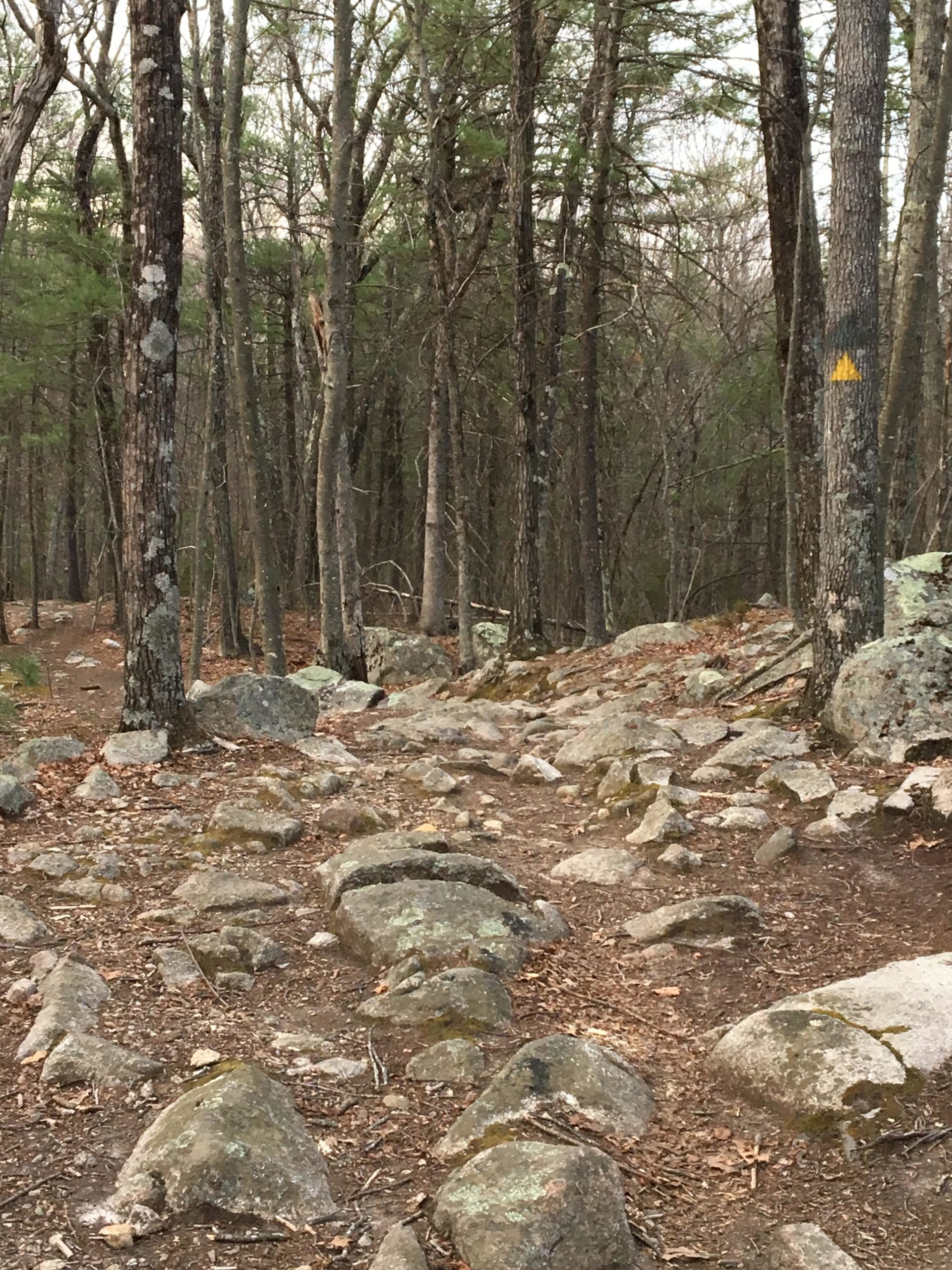 Rocky hiking trail surrounded by trees, with a few patches of dirt and fallen leaves visible. A yellow triangle marker is painted on one of the trees in the background, indicating the path. F. Gilbert Hills State Park mountain bike trail.