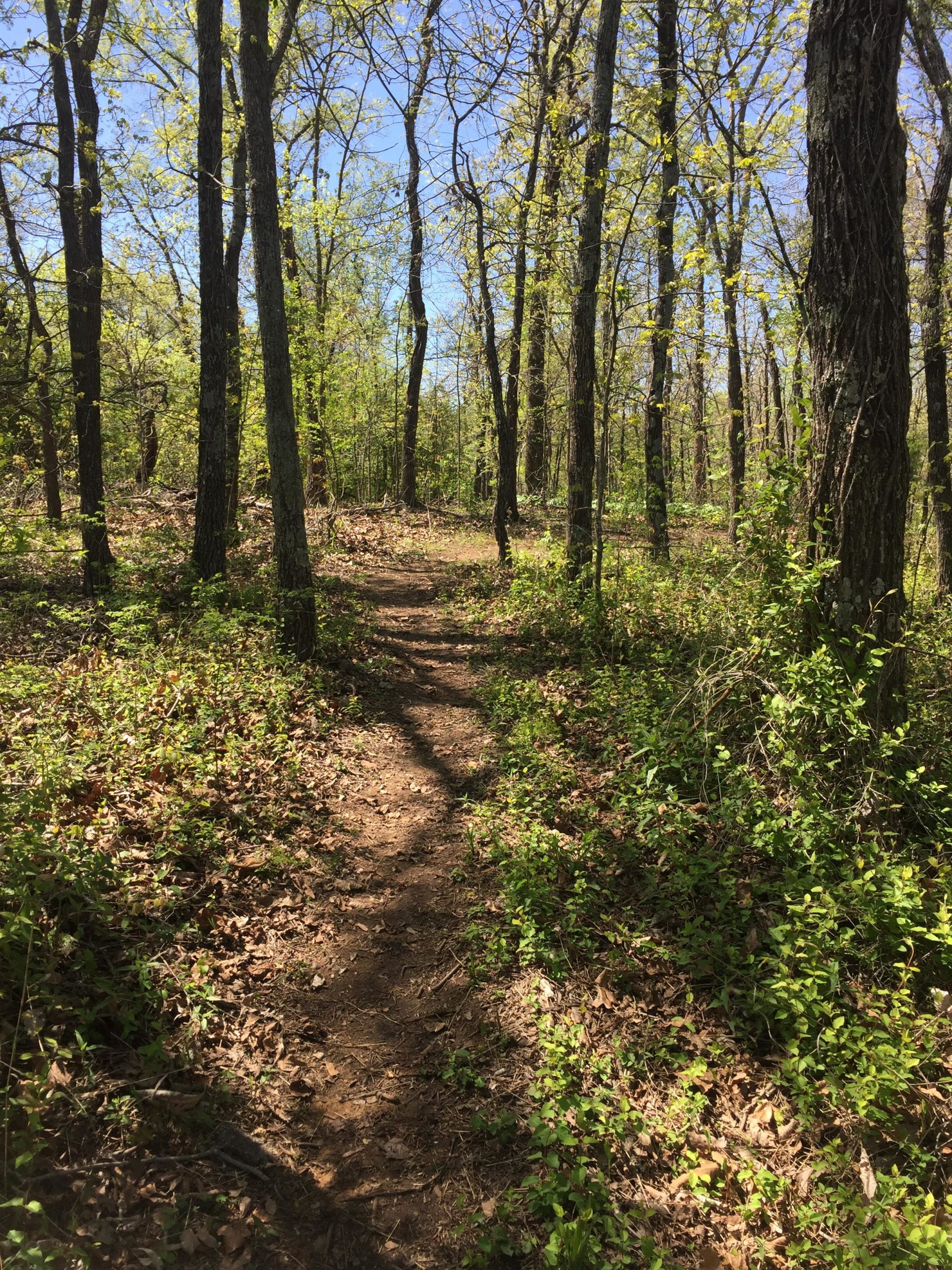 A winding dirt path through a sunny forest, surrounded by tall trees with budding leaves and patches of green foliage on the ground. The sky is bright blue, creating a serene outdoor atmosphere. Claremore mountain bike trail mountain bike trail.