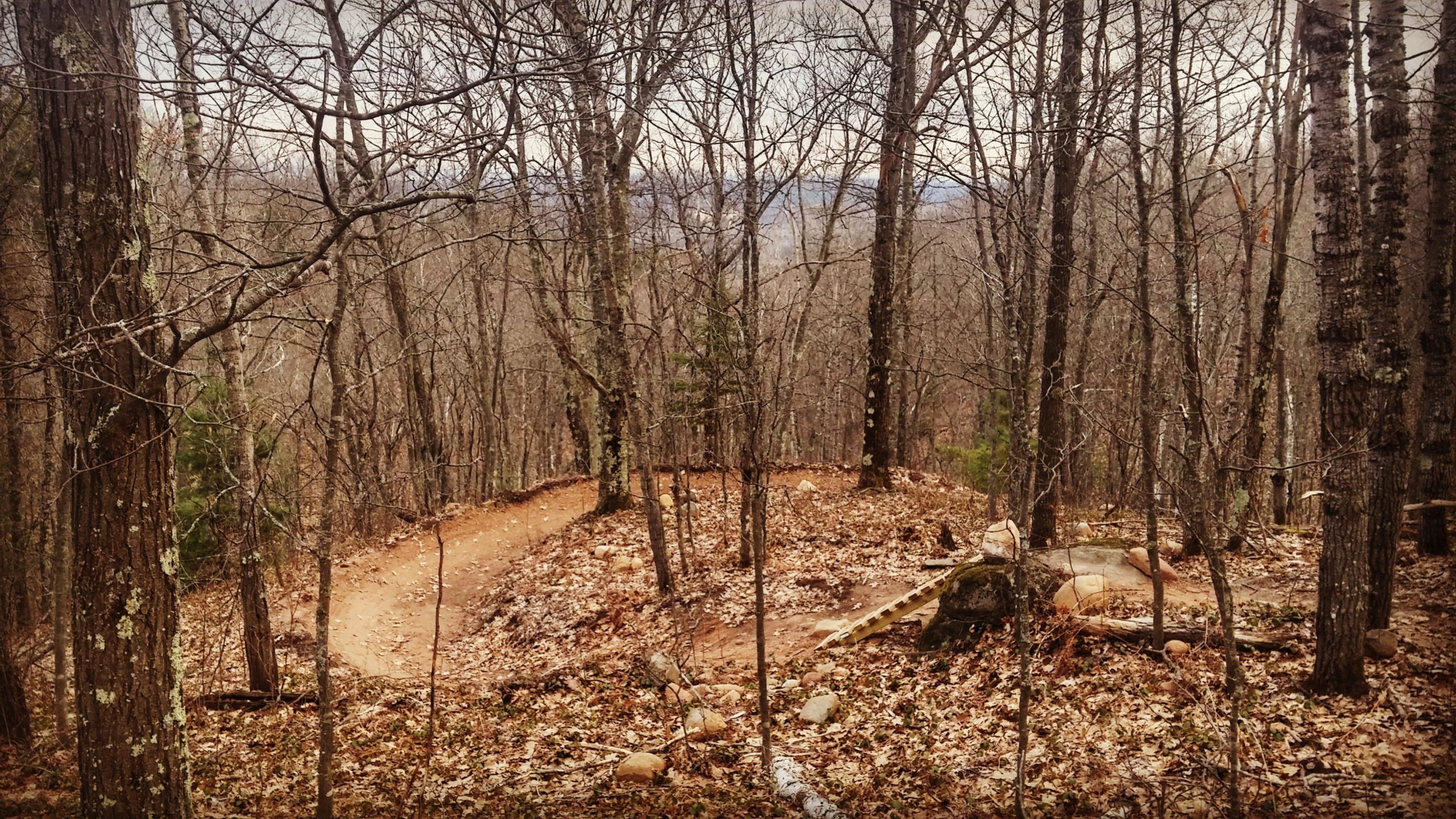 A winding dirt trail curves through a forest of bare trees, with fallen leaves scattered on the ground. The landscape appears peaceful and natural, showcasing a serene outdoor environment. Mt Ashwabay Singletrack mountain bike trail.