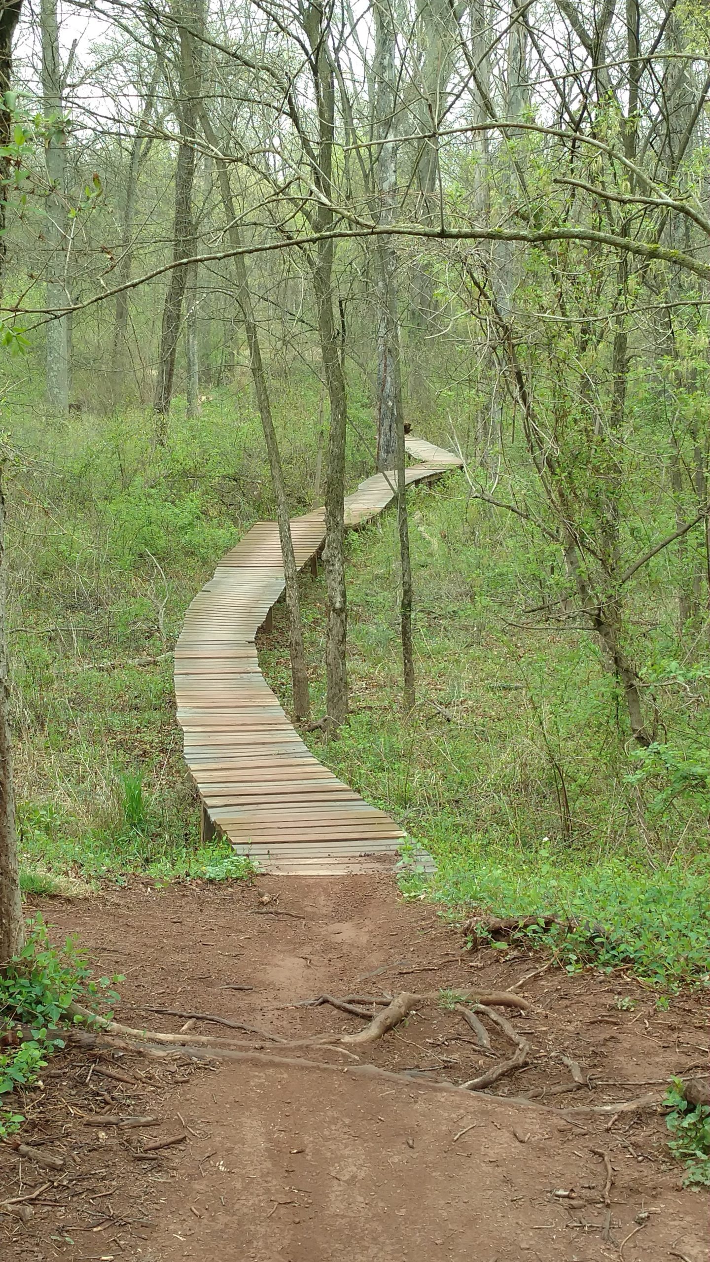 Wooden pathway winding through a lush, green forest with trees and underbrush on either side. Six Mile Run mountain bike trail.
