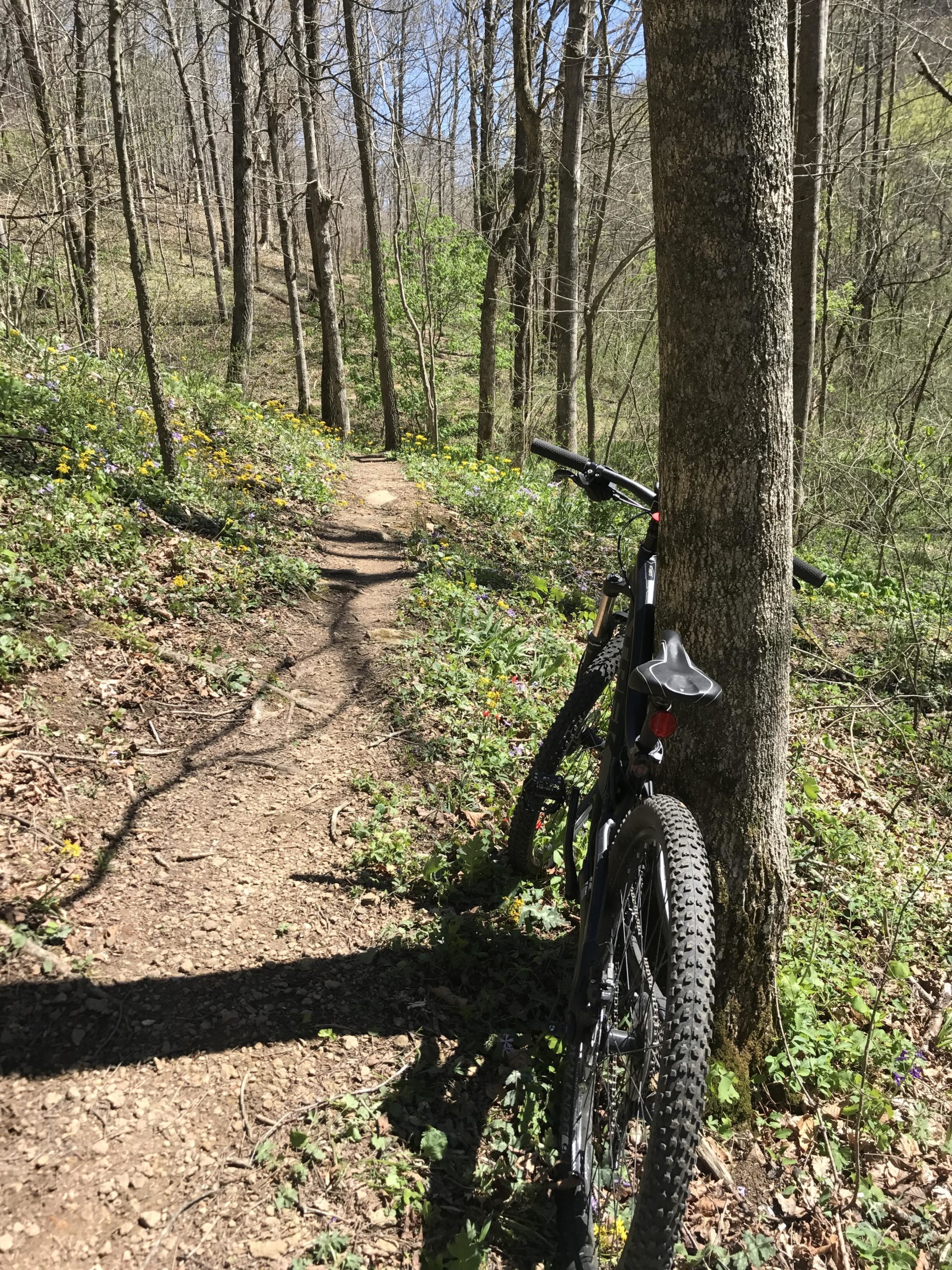 A mountain bike leaning against a tree along a winding dirt trail surrounded by green foliage and wildflowers in a sunny forest setting. Youngers Creek mountain bike trail.
