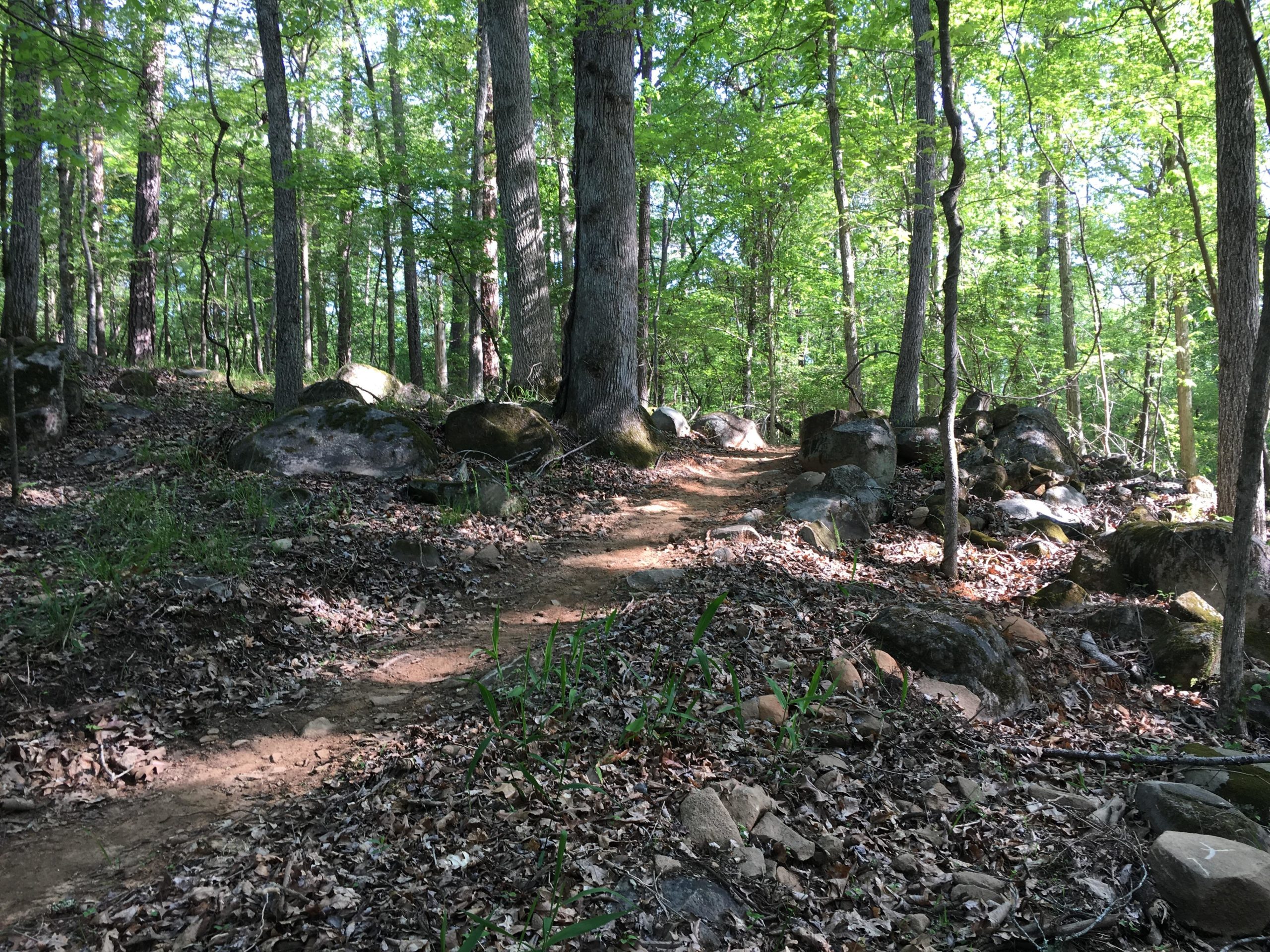 A winding dirt trail surrounded by lush green trees and scattered rocks, with sunlight filtering through the leaves in a serene forest setting. Fallen leaves cover the ground, creating a natural path that leads deeper into the woods. Harbison State Forest mountain bike trail.