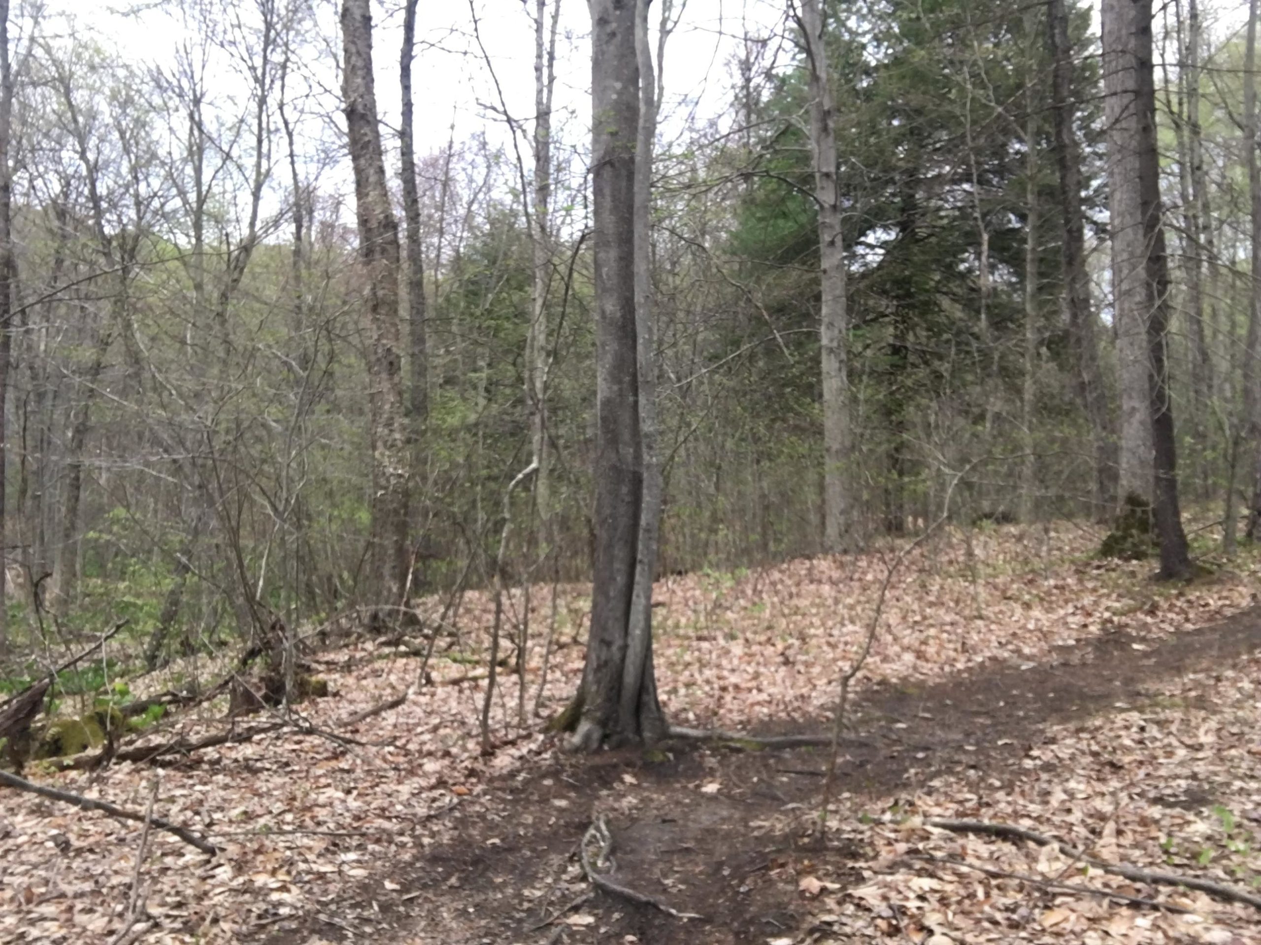A wooded area with bare trees and a path covered in fallen leaves. The background features dense foliage, suggesting the transition from early spring. Twisting branches and green undergrowth are visible on the forest floor. Luther Forest mountain bike trail.