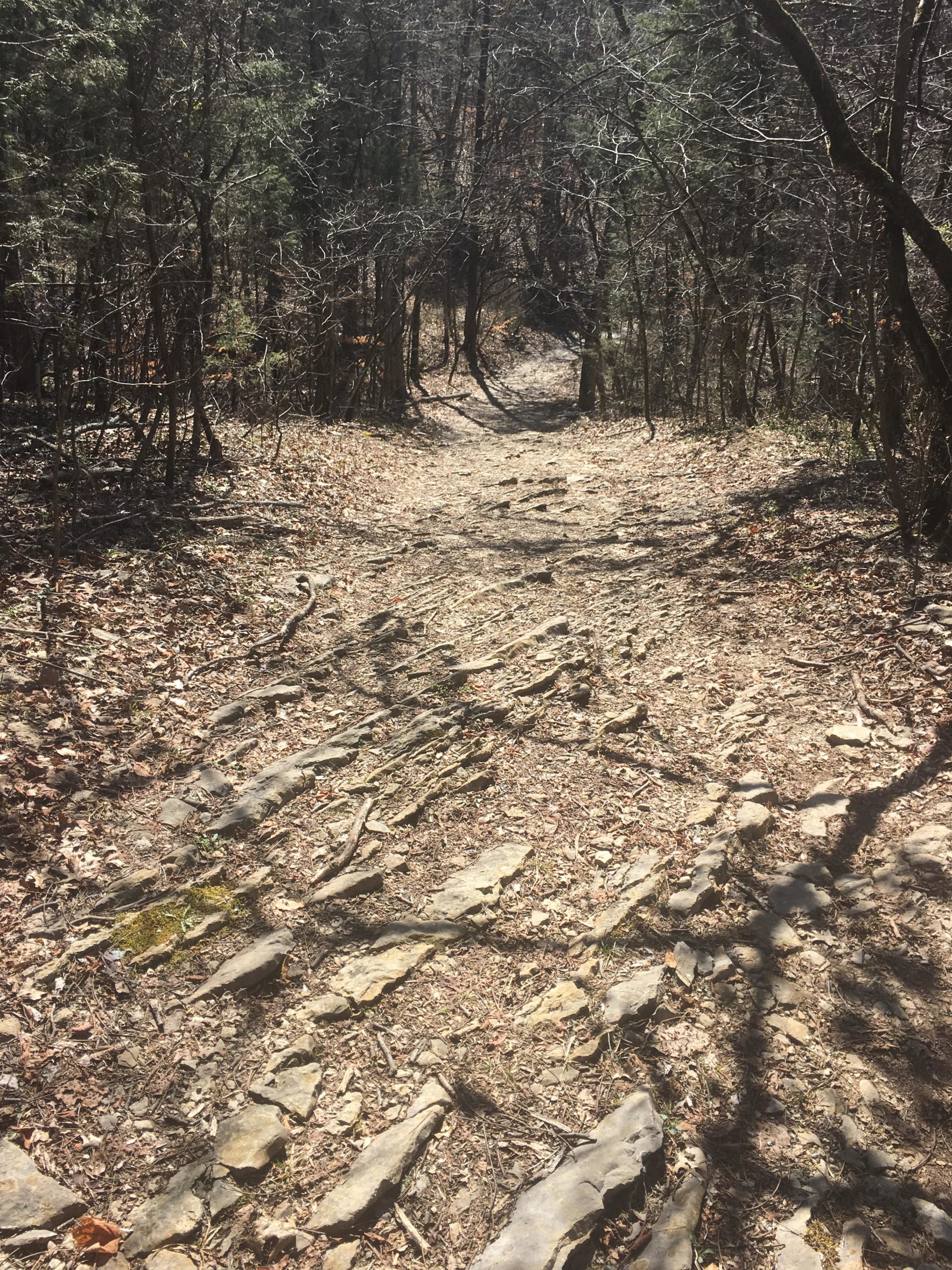 A winding dirt path through a forested area, bordered by trees with sparse leaves. The trail is rocky and uneven, with scattered stones and twigs visible on the ground, suggesting a natural outdoor setting. Sunlight filters through the branches, creating a dappled light effect on the path. Haw Ridge Park mountain bike trail.