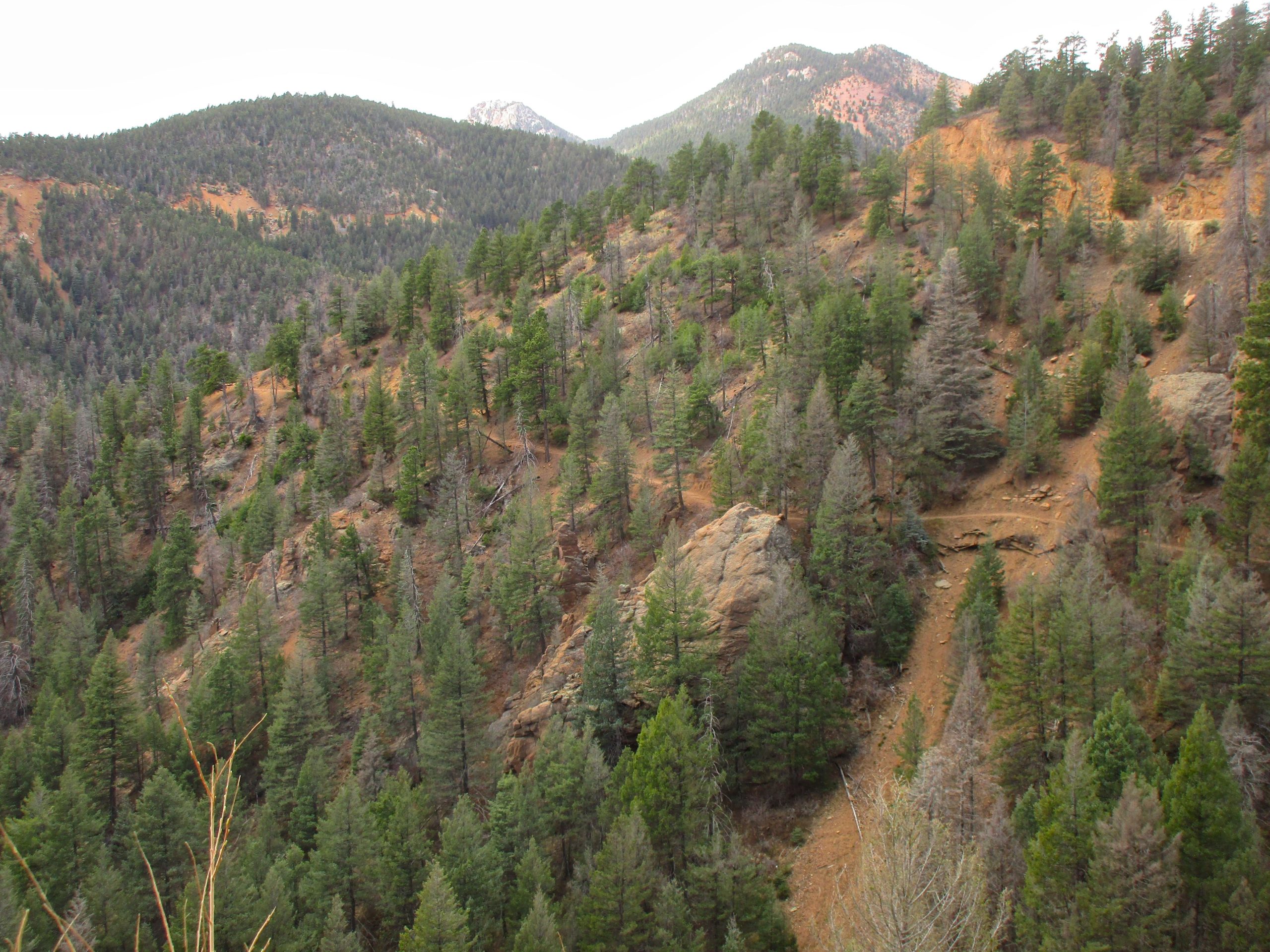 A scenic view of a mountainous terrain covered with dense coniferous forests, featuring rocky outcrops and a gradient of slopes. The landscape showcases a mixture of lush green trees and areas of bare soil, with distant peaks visible in the background under an overcast sky. Columbine mountain bike trail.