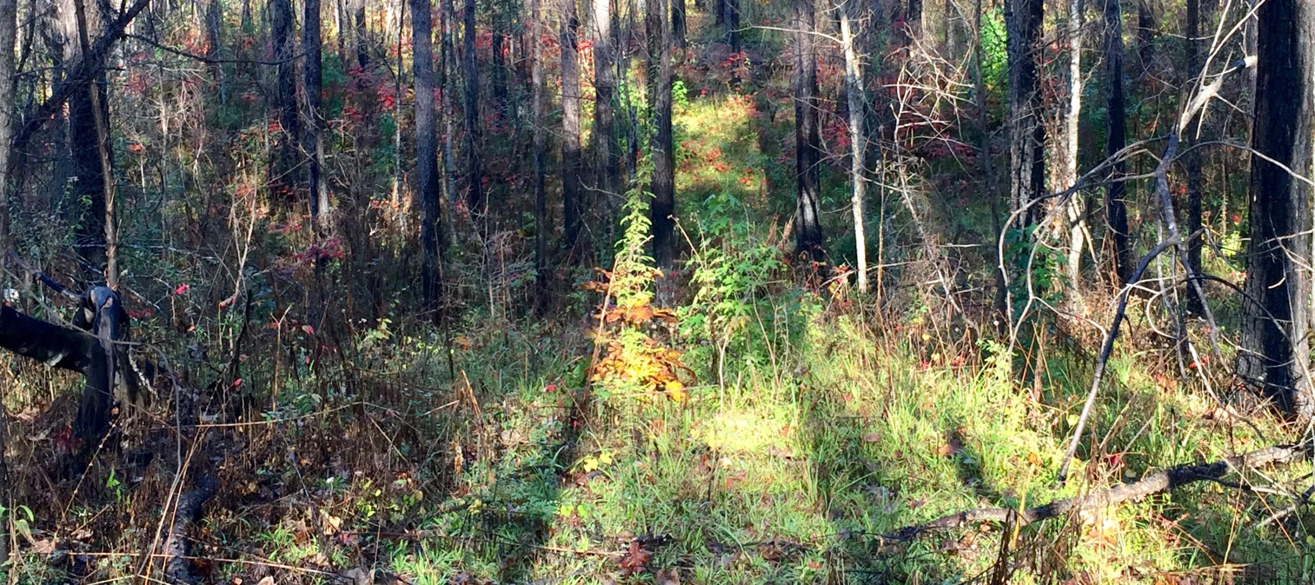 A dense forest scene featuring tall, dark tree trunks surrounded by various undergrowth. Sunlight filters through the branches, illuminating a narrow trail leading deeper into the woods. The ground is covered with a mixture of green grasses and small plants, interspersed with hints of red foliage, suggesting a lush, vibrant ecosystem.