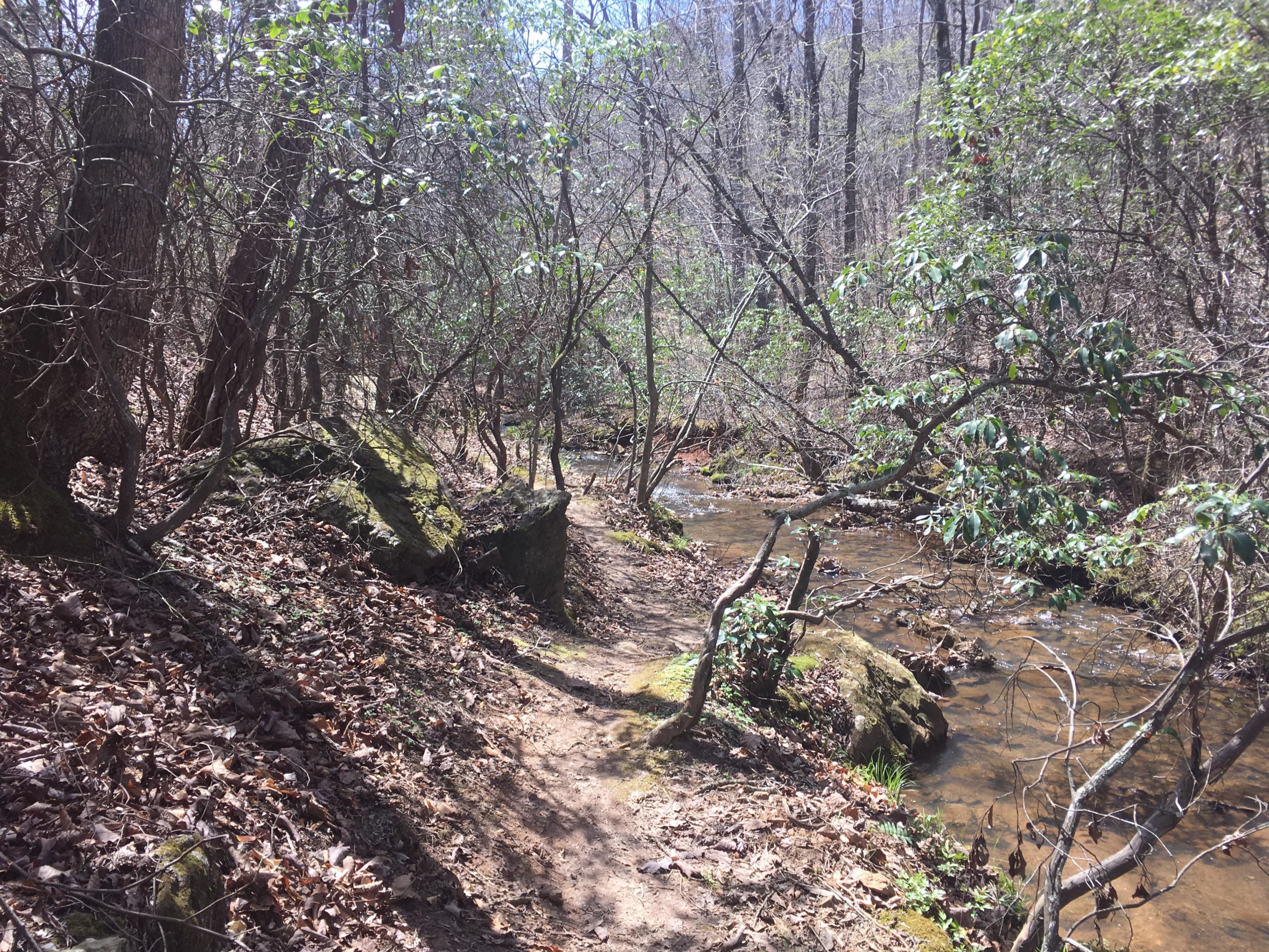 A serene forest scene featuring a winding creek surrounded by trees and rocks. The path beside the water is lined with fallen leaves and small plants, while sunlight filters through the branches, creating a peaceful natural atmosphere. Mountain Laurel Trails mountain bike trail.