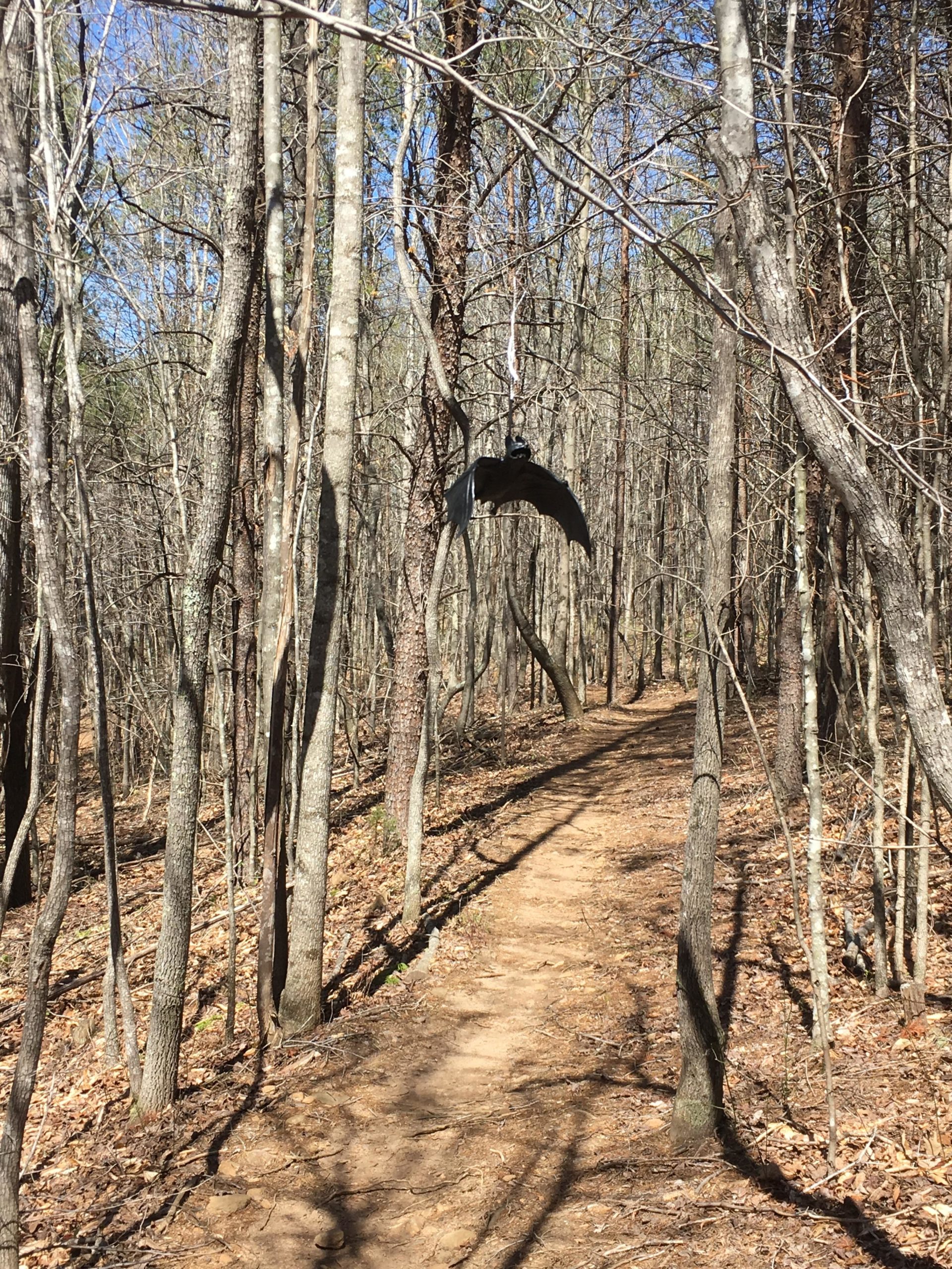 A winding dirt trail surrounded by bare trees in a forest, with a bird flying overhead against a clear blue sky. Mountain Laurel Trails mountain bike trail.