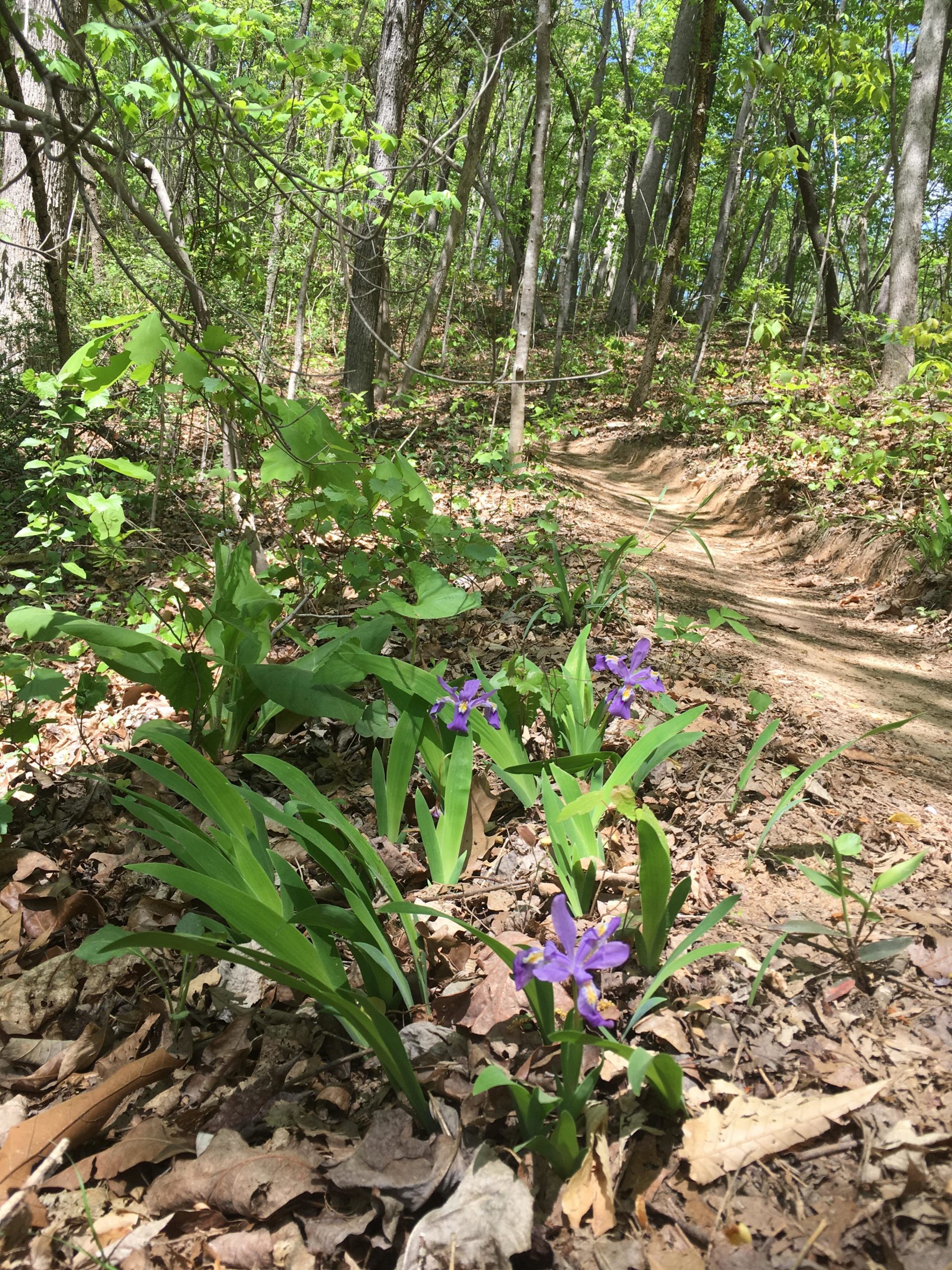 A forest scene showing a winding dirt path surrounded by green foliage. In the foreground, clusters of vibrant purple flowers are blooming amidst leafy plants and fallen leaves. Sunlight filters through the trees, creating a peaceful woodland atmosphere. Anne Springs Close Greenway mountain bike trail.