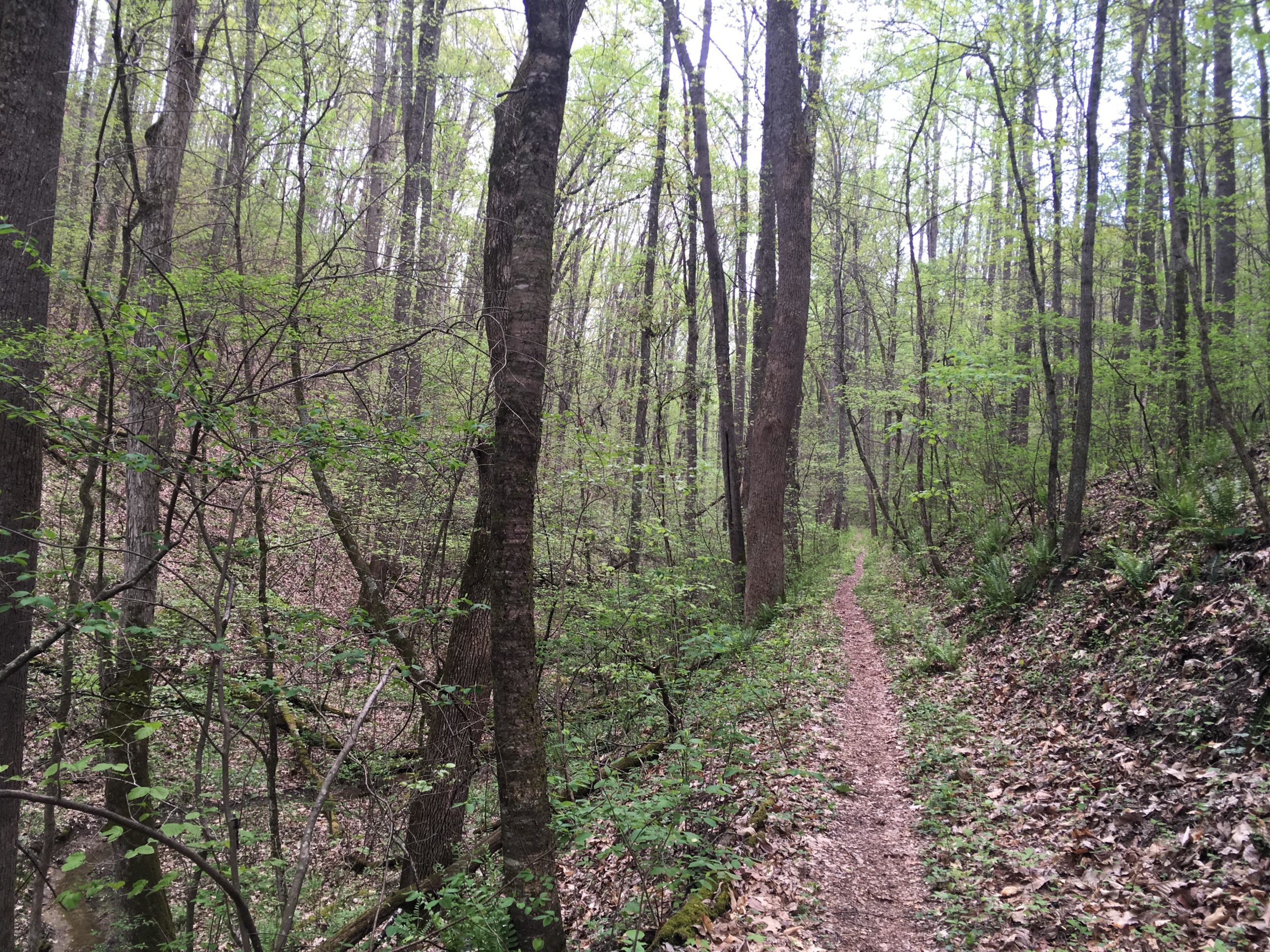 A serene forest path winding through tall trees with fresh green leaves, surrounded by gently sloping land and scattered fallen leaves. The scene evokes a peaceful and natural atmosphere, inviting exploration of the wooded area. East Ridge Trail mountain bike trail.