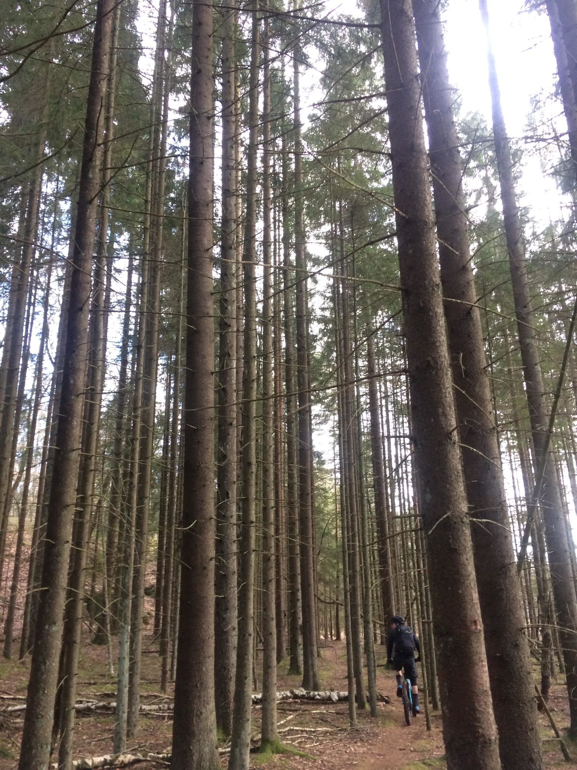 A person riding a bike on a dirt path surrounded by tall trees in a dense forest. The scene features straight tree trunks and a dappled light filtering through the foliage overhead. Skatas Trail System mountain bike trail.