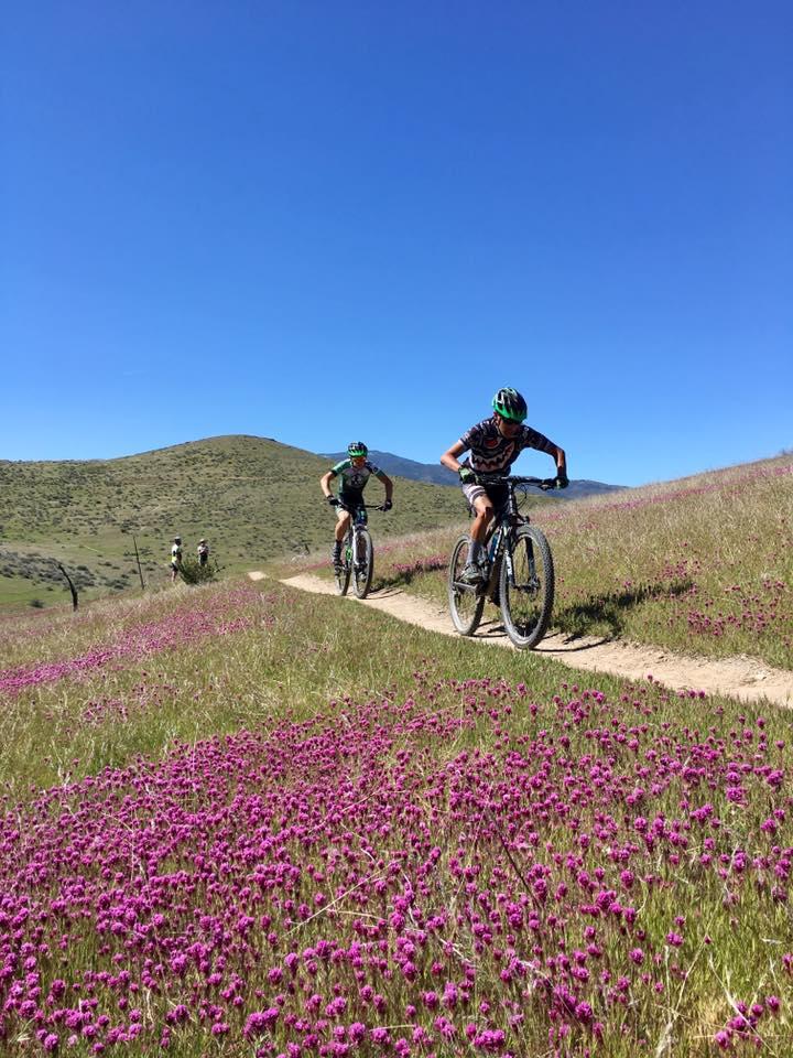Two mountain bikers riding along a dirt path lined with vibrant pink wildflowers, surrounded by rolling hills under a clear blue sky. Additional bikers can be seen in the background. TMTA Lehigh trails mountain bike trail.