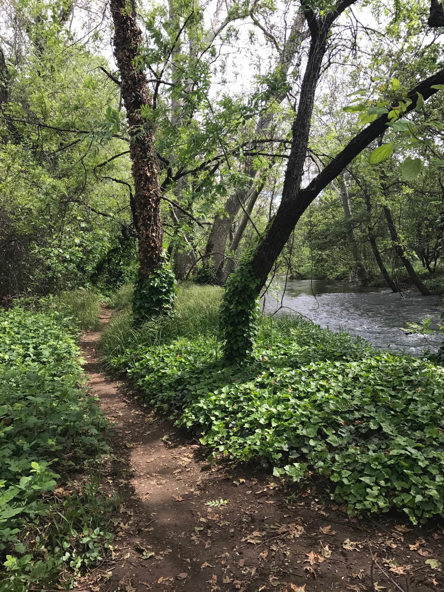 A serene forest path meanders alongside a gently flowing river, surrounded by lush greenery. Vines climb the textured trunks of trees, while diverse foliage lines the trail, creating a peaceful and inviting natural setting. Sunlight filters through the leaves, enhancing the vibrant colors of the scene. Big Chico Creek Trail mountain bike trail.
