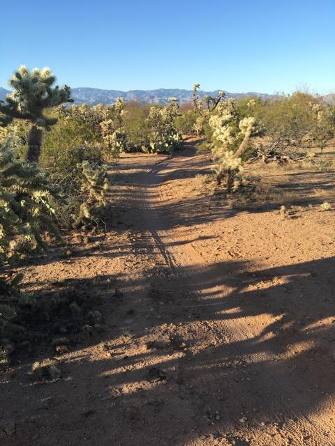 A dirt path winding through a desert landscape, surrounded by various cacti and shrubs under a clear blue sky, with distant mountains visible in the background. Shadows stretch across the ground from the vegetation. Fantasy Island mountain bike trail.