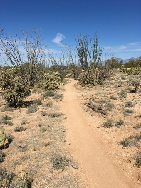 A dirt pathway curving through a desert landscape, surrounded by sparse vegetation, including tall ocotillo plants and low-growing cacti. The sky is clear and blue, with a few wispy clouds scattered above. Fantasy Island mountain bike trail.