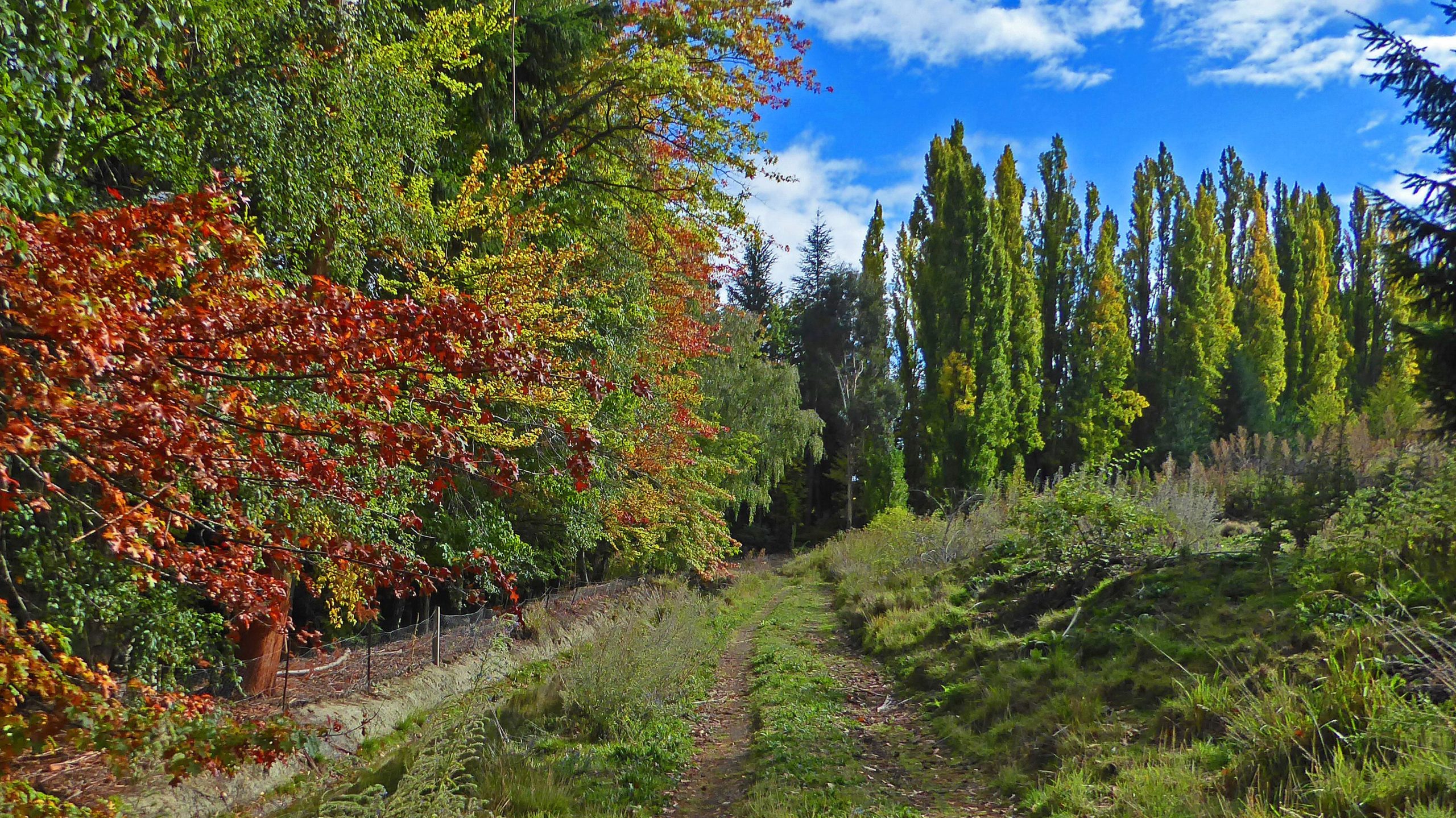 A serene forest pathway lined with vibrant trees in autumn colors, including shades of red, orange, and green, under a bright blue sky with scattered clouds. The trail is bordered by lush grass and foliage, inviting exploration into the natural surroundings. Alexandra Airport Trail mountain bike trail.