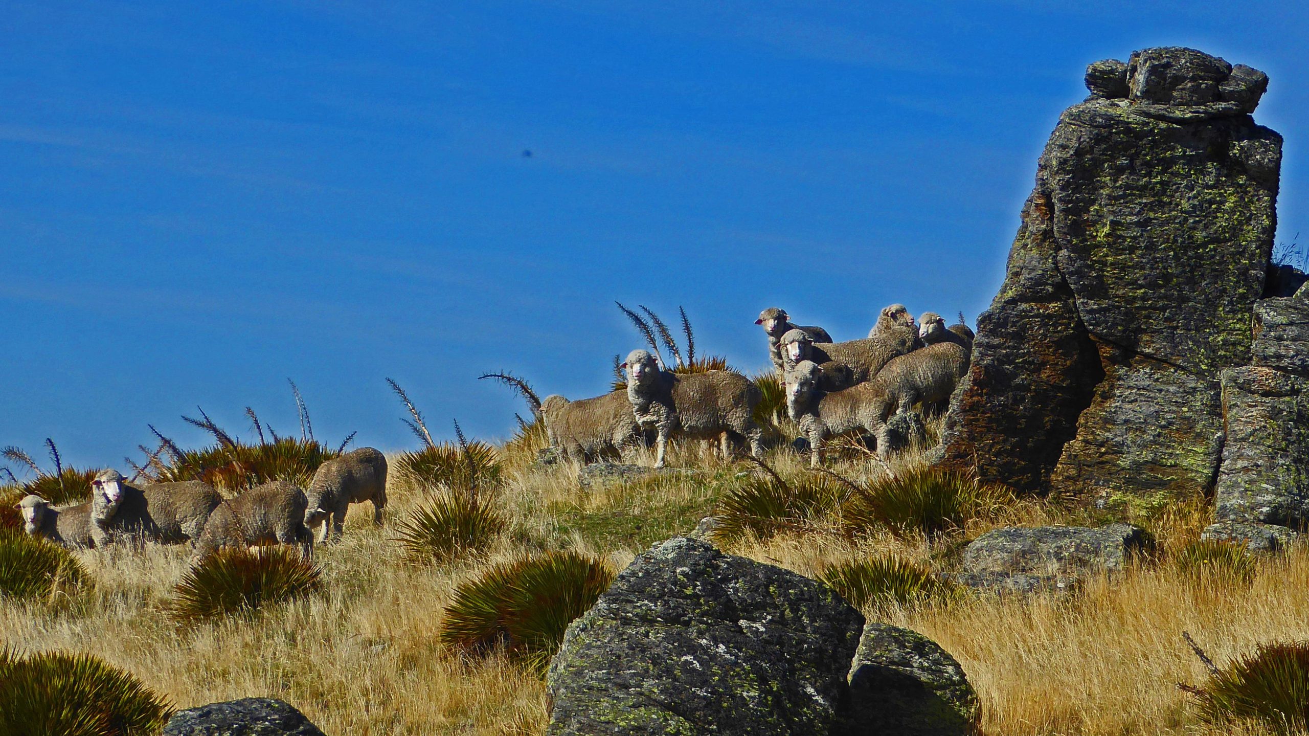 A flock of sheep grazing on a grassy hillside, with large rocks and sparse vegetation in the foreground. The sky is clear and blue, creating a serene and peaceful landscape. Obelisk mountain bike trail.