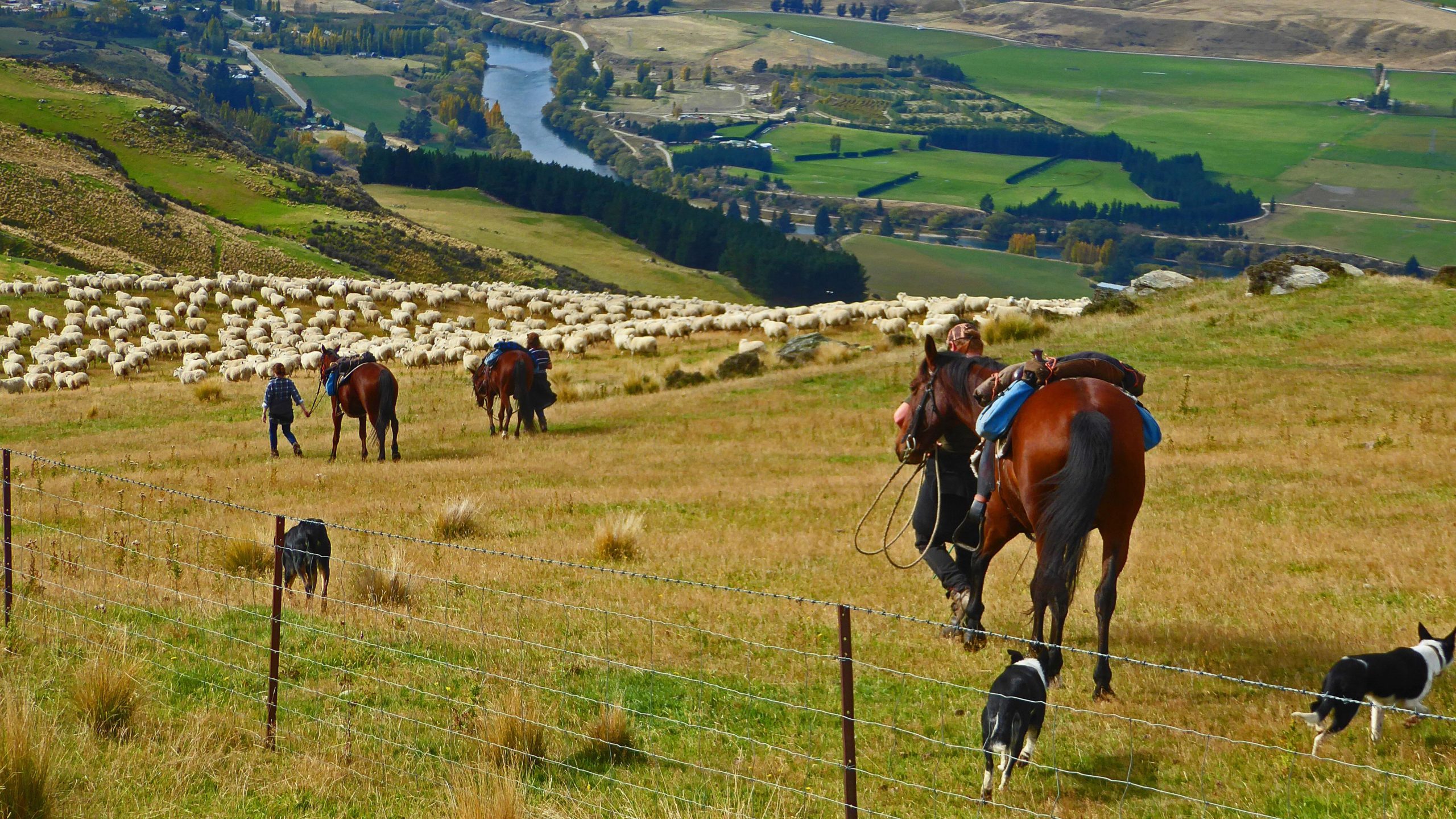 A scenic view of a rural landscape featuring a herd of sheep grazing on a hillside. In the foreground, two riders on horseback move alongside herding dogs as they guide the sheep. The backdrop showcases a meandering river surrounded by green fields and distant hills, under a clear sky. Bullock Track, Old Man Range mountain bike trail.