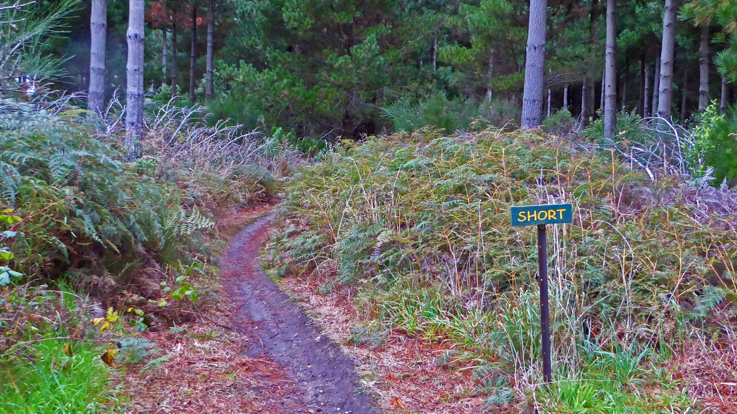 A winding dirt path through a forest, bordered by ferns and greenery, with a signpost labeled "SHORT" on the right side of the trail. Sandy Point mountain bike trail.