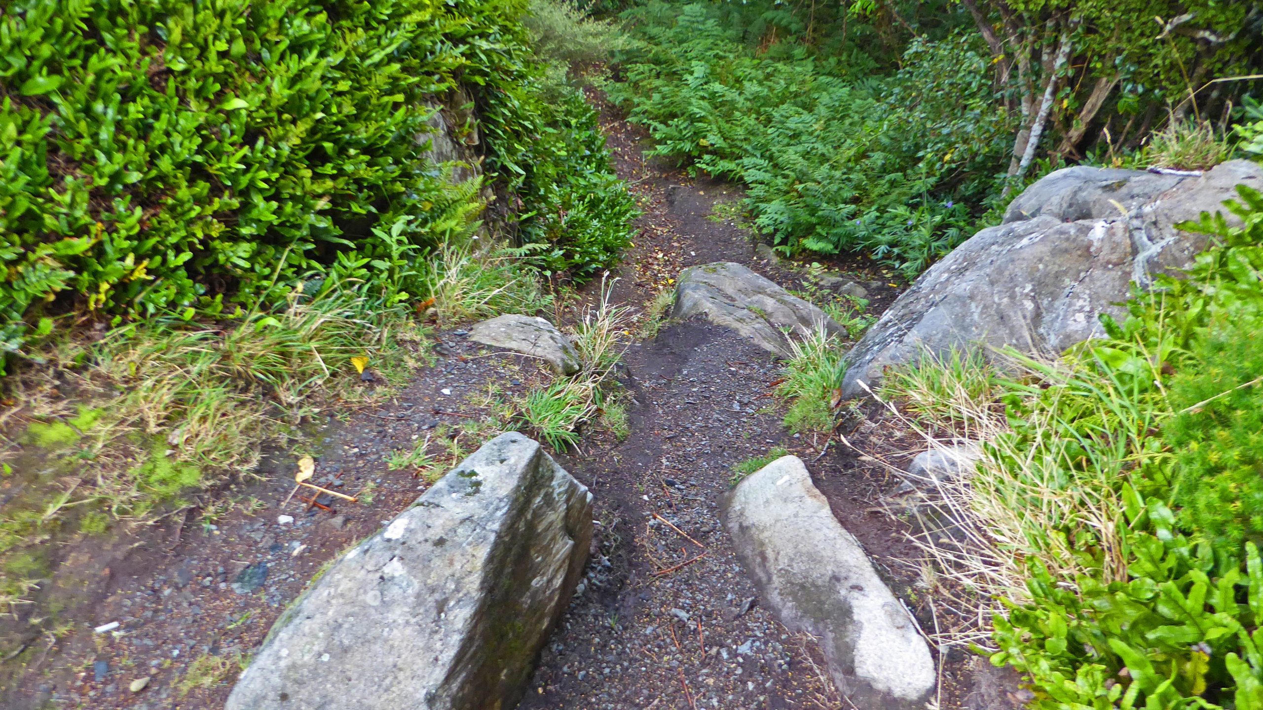 A narrow dirt path winding through lush greenery, bordered by large stones and low bushes, leading into an inviting natural setting. Bluff Hill mountain bike trail.