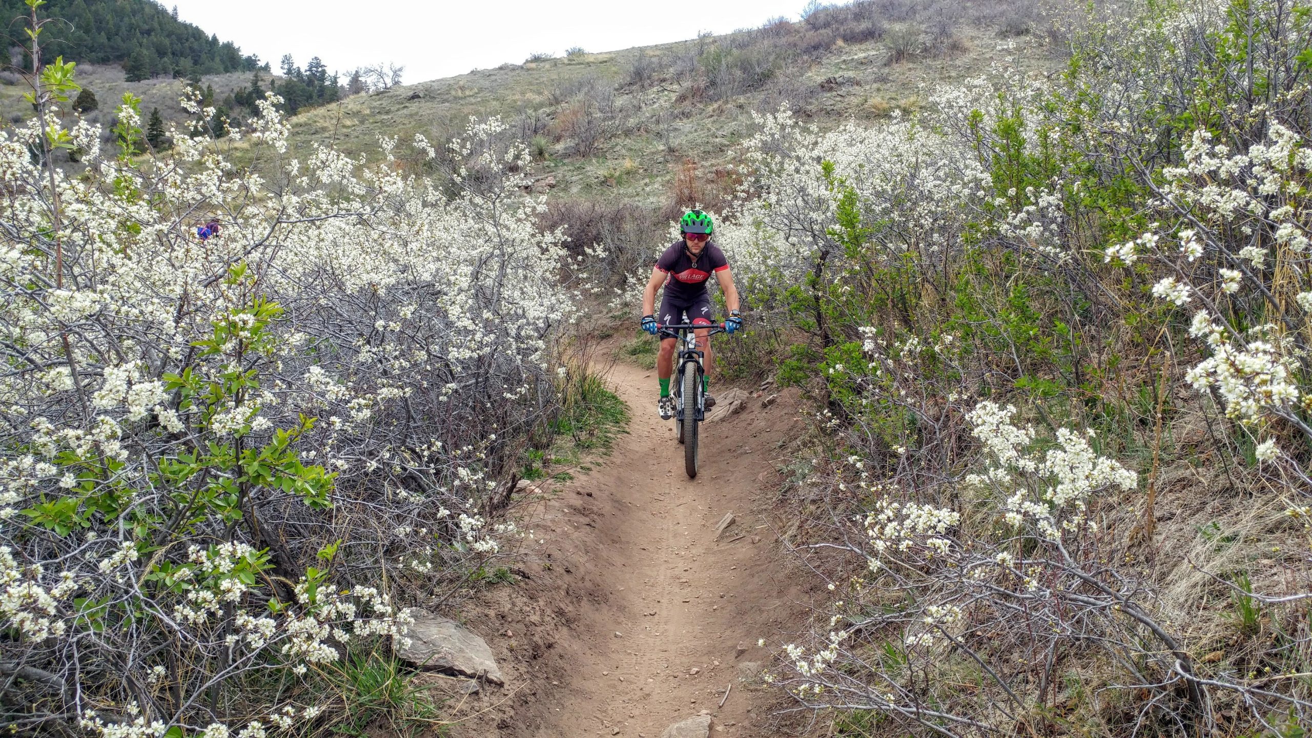 A person riding a mountain bike along a narrow trail surrounded by blooming white flowers and green shrubs in a hilly landscape. Chimney Gulch mountain bike trail.