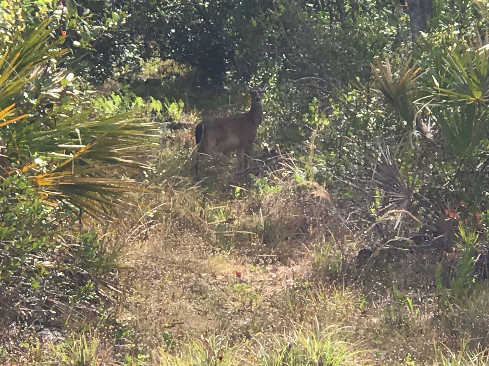 A deer standing among tall grass and bushes in a natural setting, surrounded by various green plants. Little Big Econ State Forest mountain bike trail.