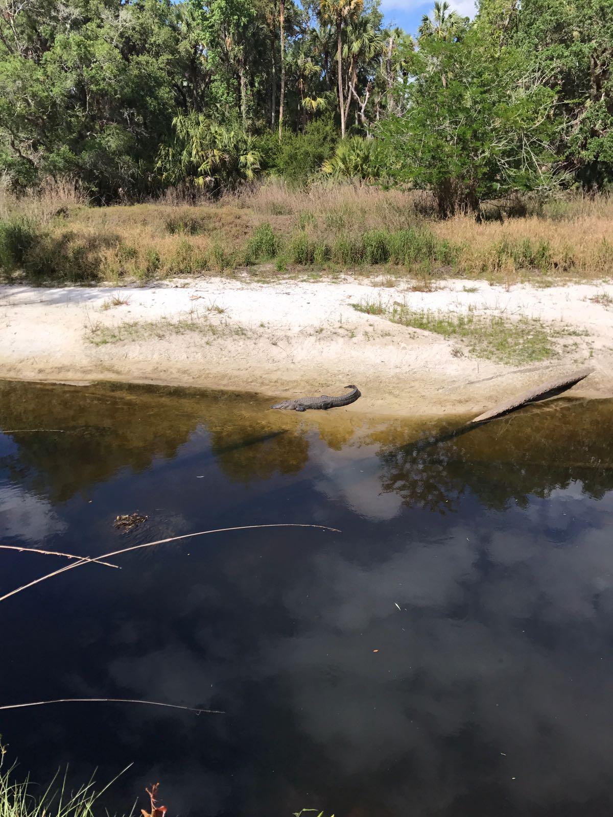 A tranquil scene of a riverbank surrounded by lush greenery. A large alligator is resting on a sandy bank near the water's edge, while reflections of clouds and trees can be seen on the surface of the calm water. Little Big Econ State Forest mountain bike trail.