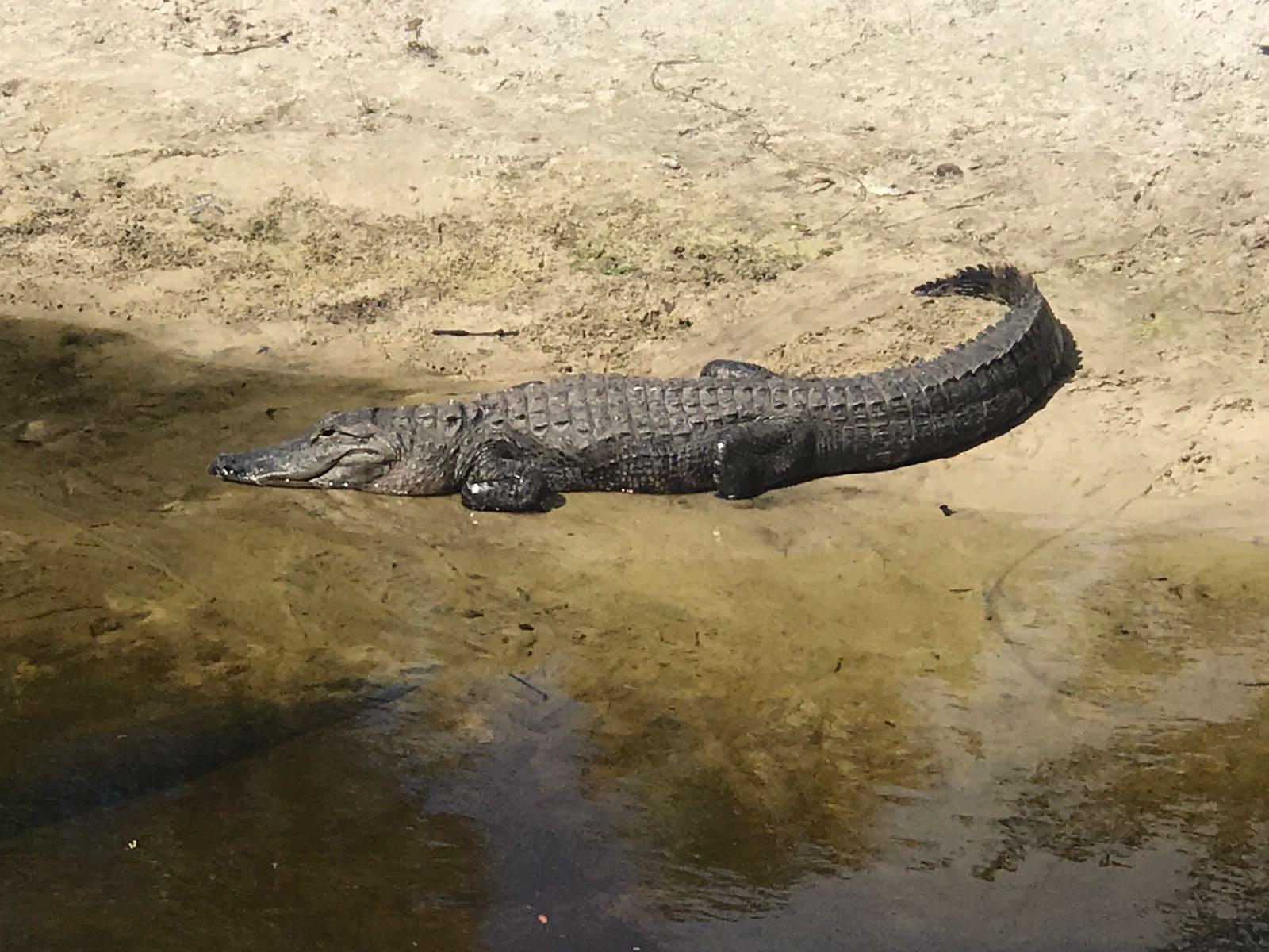 A crocodile resting on a sandy riverbank, partially in the water. The reptile is grayish-green with a textured skin pattern, and its body is elongated with a prominent snout and tail. The surrounding area features a mix of sand and still water. Little Big Econ State Forest mountain bike trail.