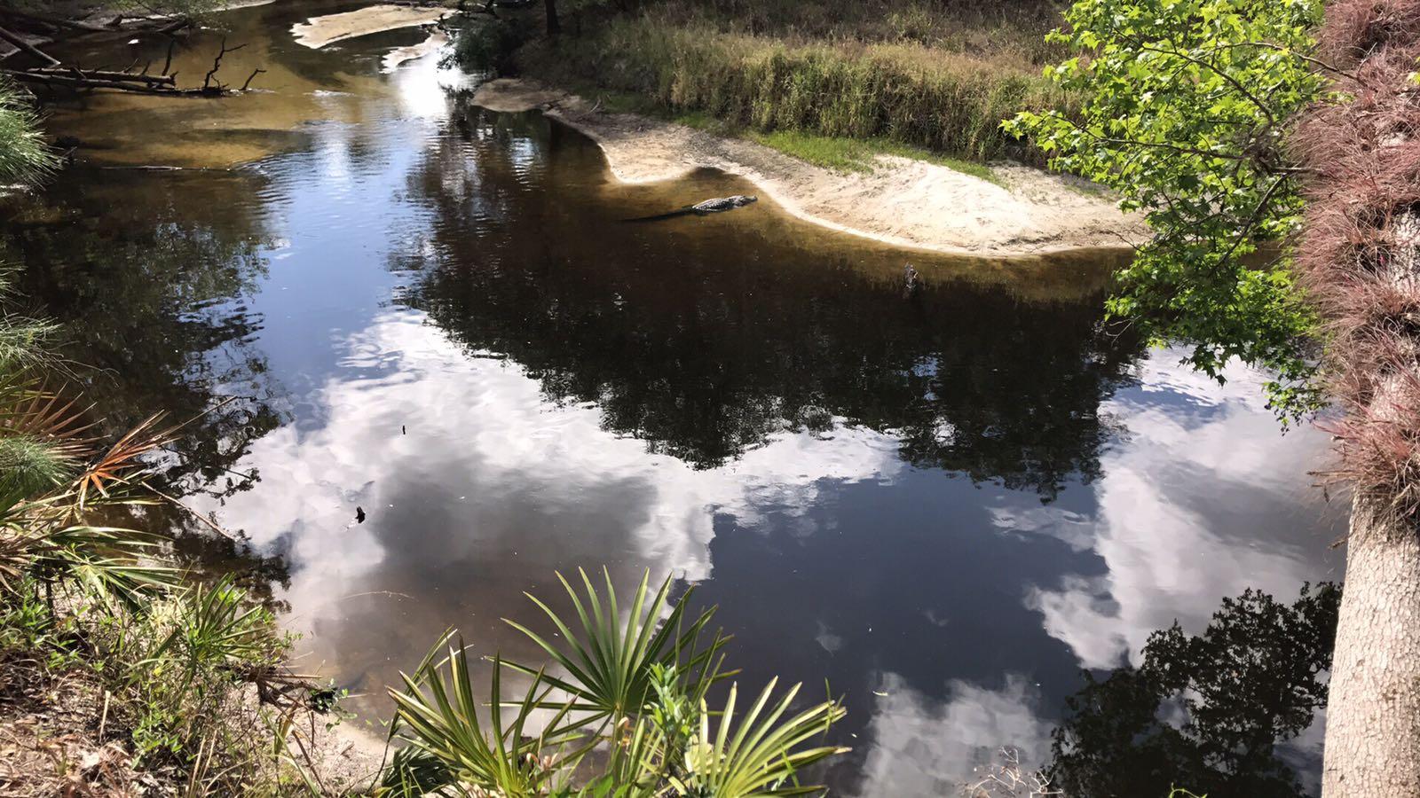 A tranquil river scene featuring calm water reflecting clouds and surrounding greenery. A sandy bank curves along the water's edge, and a large alligator rests on a sandbar in the sunlight. Lush plants and trees border the river, creating a serene natural setting. Little Big Econ State Forest mountain bike trail.