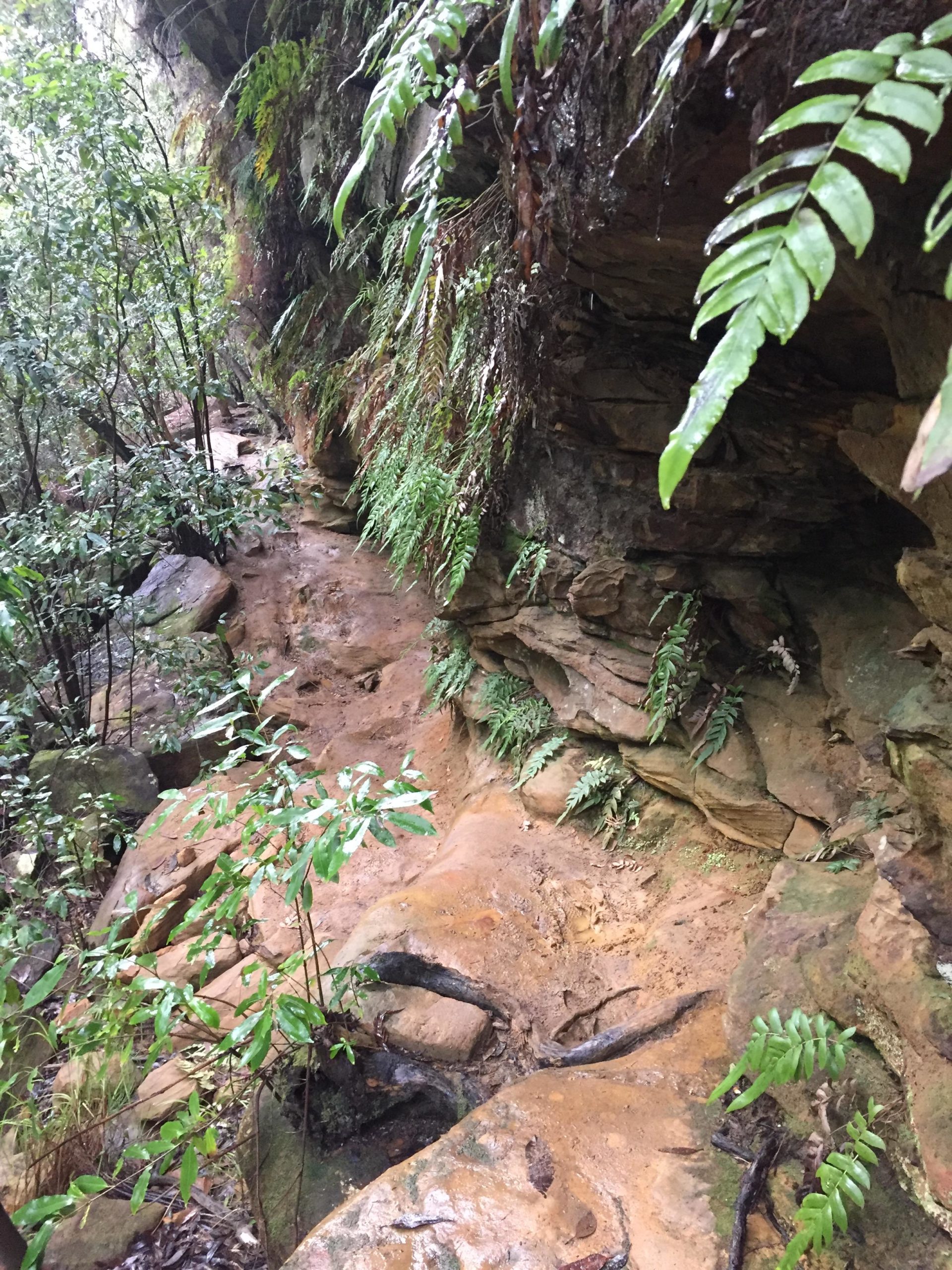A narrow, winding path through a lush green forest, featuring rocky terrain and a variety of ferns and plants. The ground is damp and earthy, suggesting a rainforest environment with gentle light cascading through the foliage above. Deep creek reserve mountain bike trail.