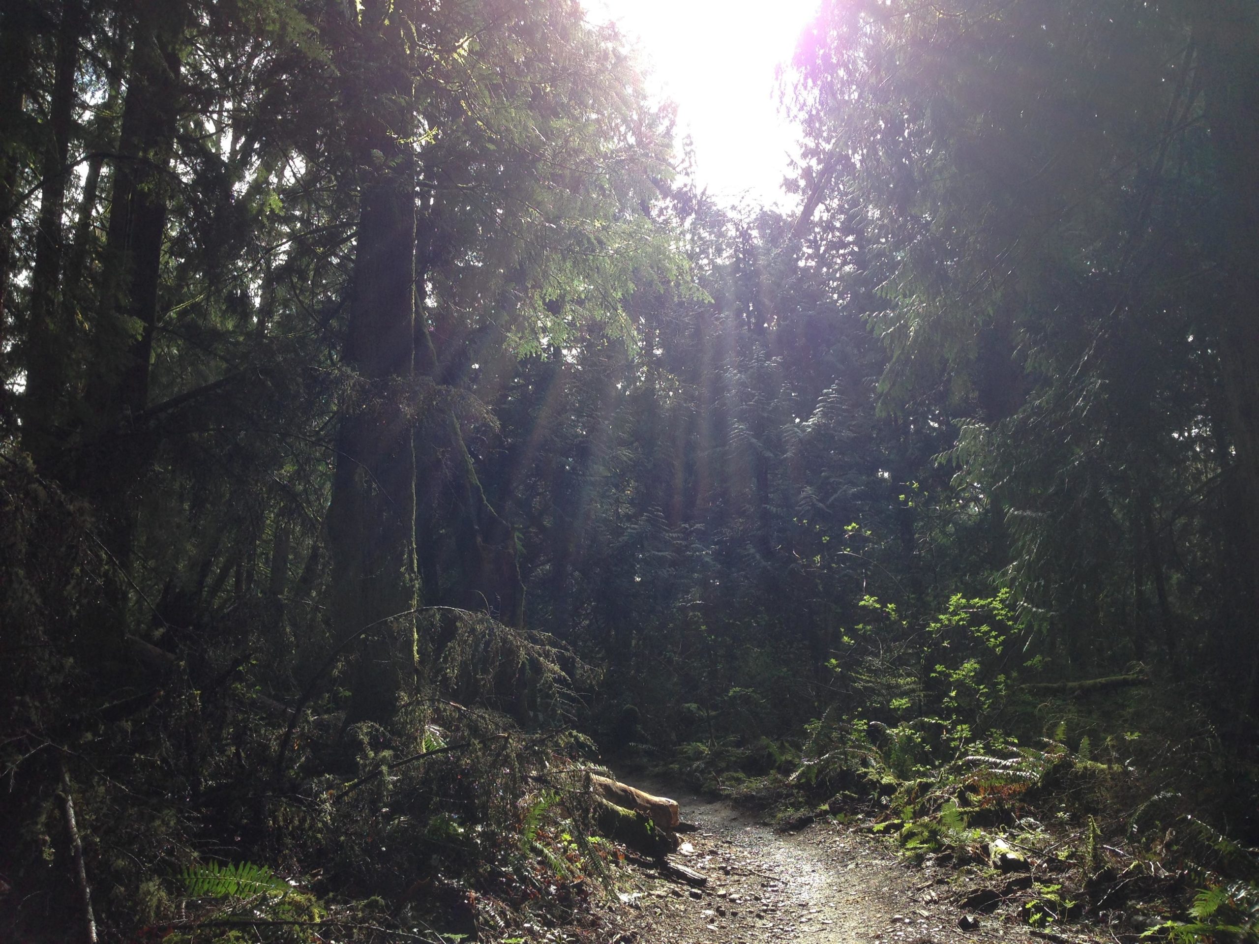A sunlit forest path surrounded by tall trees, with rays of light filtering through the foliage, creating a serene and peaceful atmosphere. The ground is covered in leaves and small plants, leading deeper into the woods. Grand Ridge Park mountain bike trail.