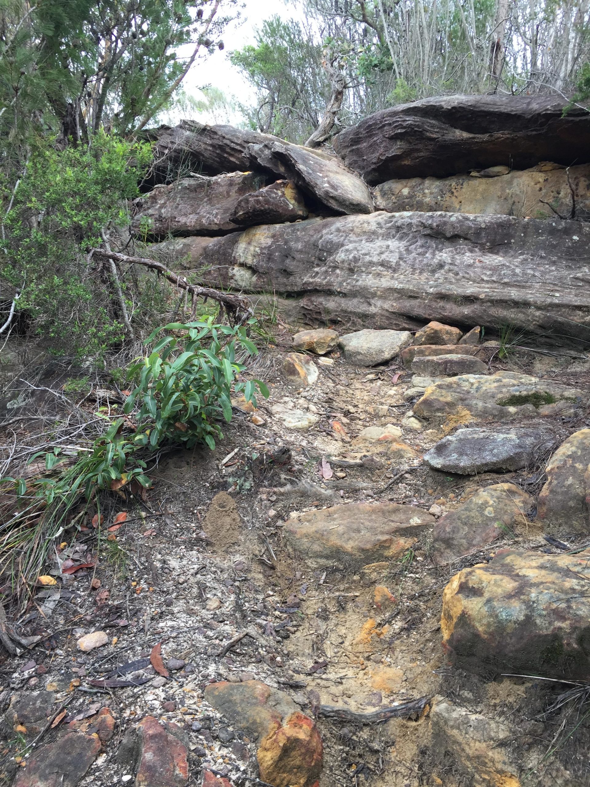 Rocky trail with scattered stones, surrounded by low green vegetation and trees. The path leads upwards, showcasing large boulders and earthy textures. Deep creek reserve mountain bike trail.