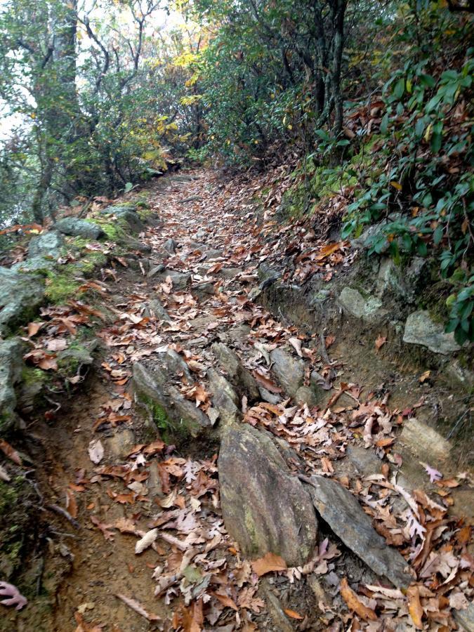 A winding dirt hiking trail surrounded by greenery, with patches of rocks and fallen leaves scattered along the path. The trail leads into a wooded area with various plants and trees. Pilot Rock mountain bike trail.